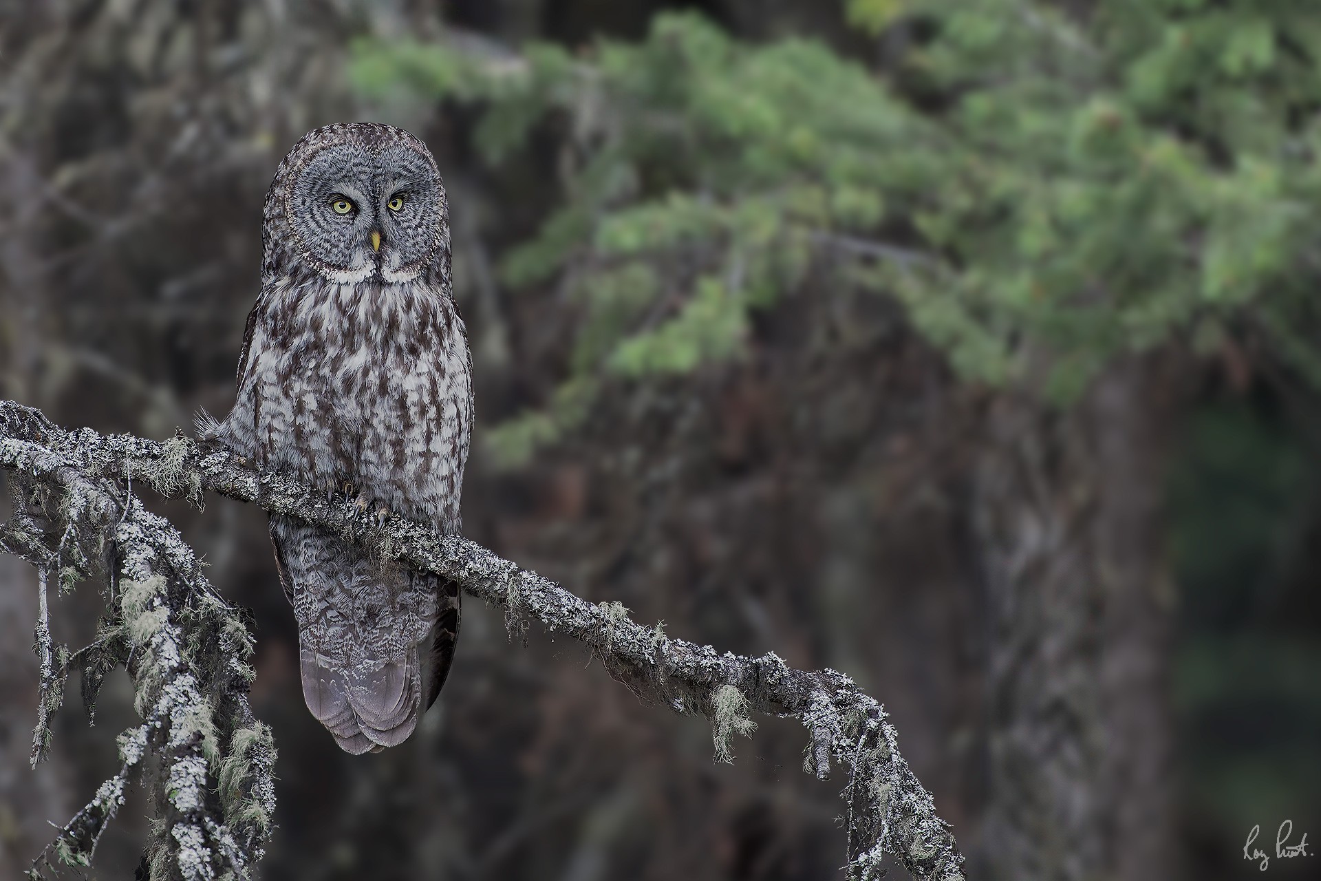 Great-Gray-Owl_DSC5194-Edit.jpg