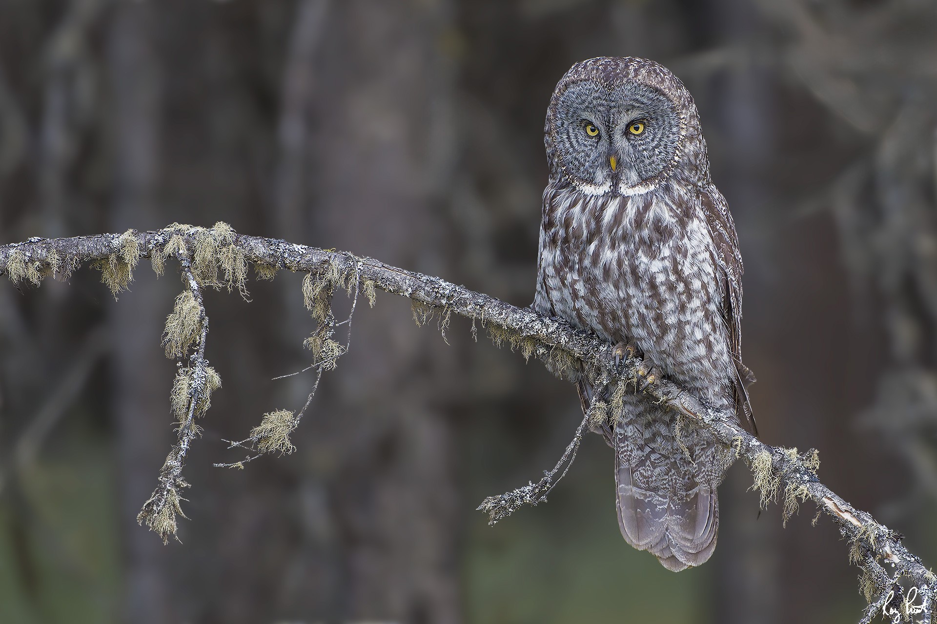 Great-Gray-Owl_DSC5466-Edit.jpg