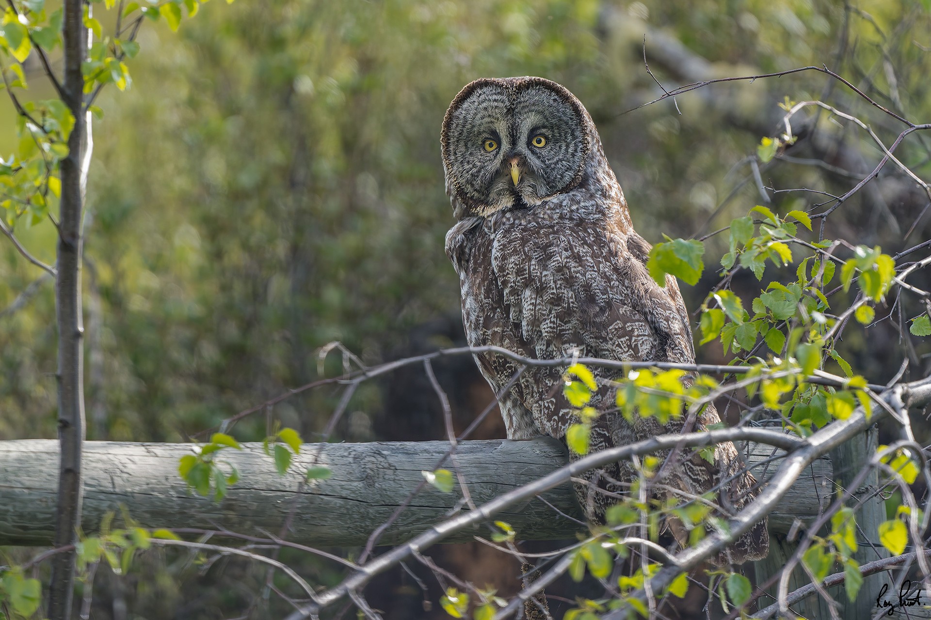 Great-Gray-OwlDSC00268-Edit.jpg