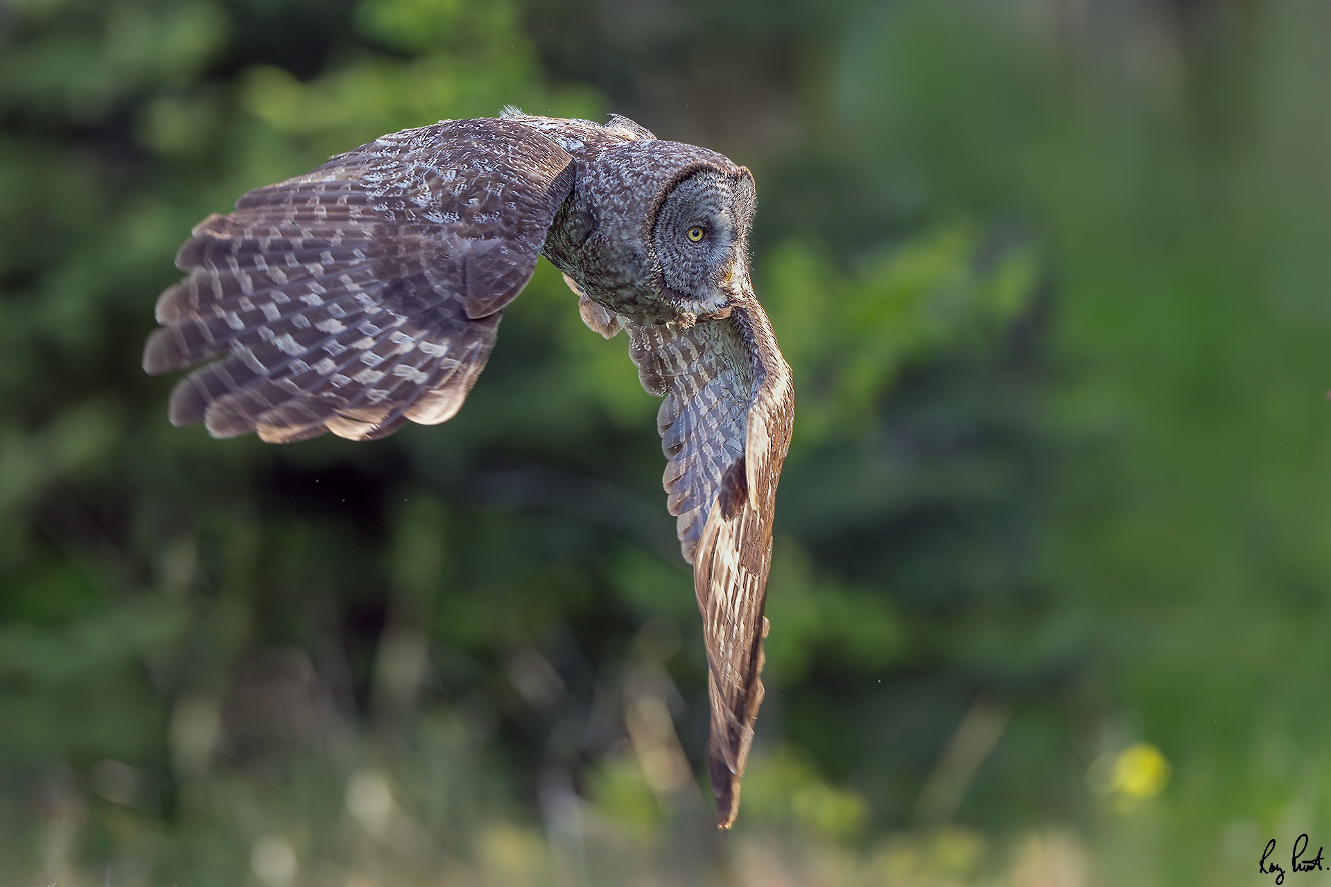 Great-Gray-OwlDSC00396-Enhanced-NR-Edit.jpg