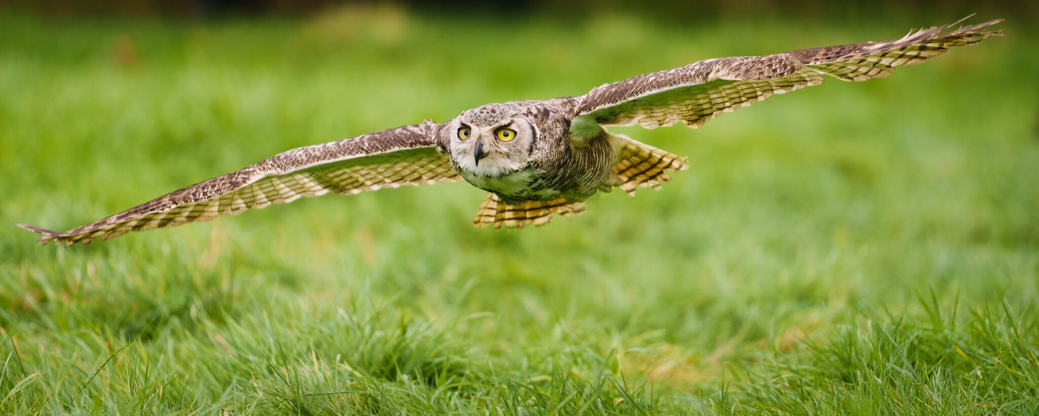 Great Horned Eagle Owl.jpg