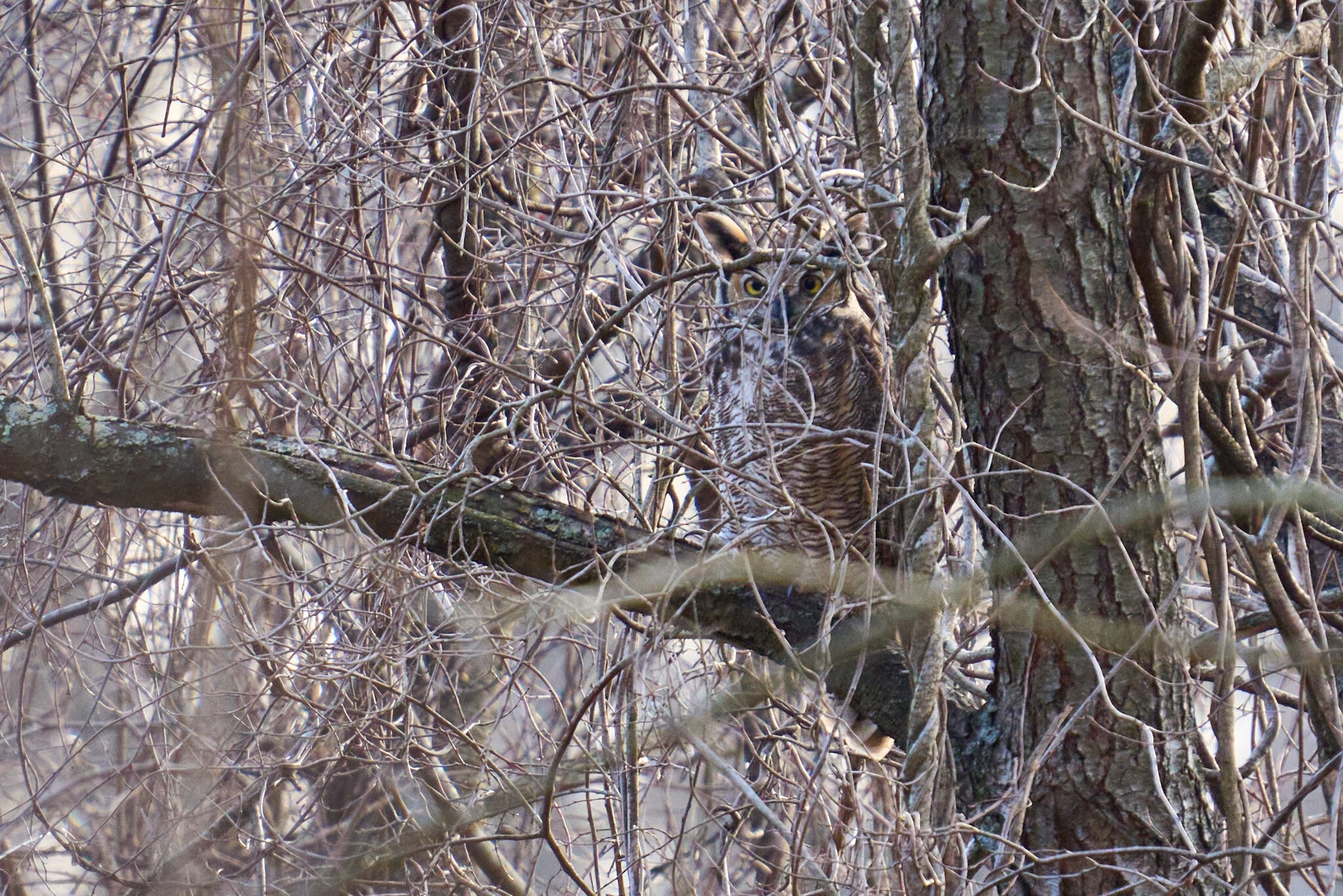Great Horned Owl - BCSP - 02262024 - 01.jpg