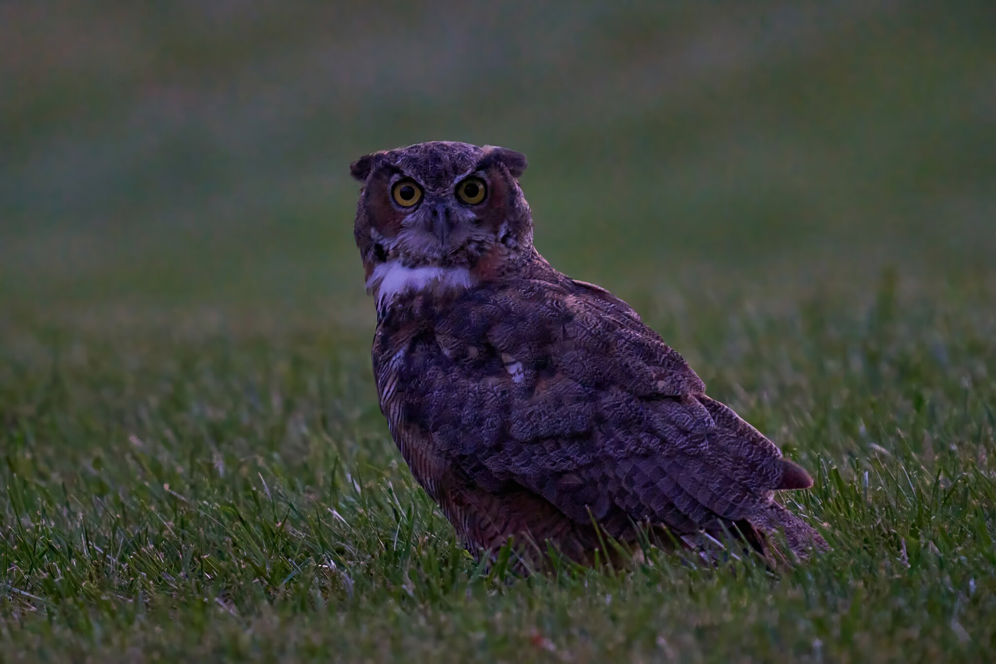 Great Horned Owl - Brandywood - 08212023 - 02- DN.jpg