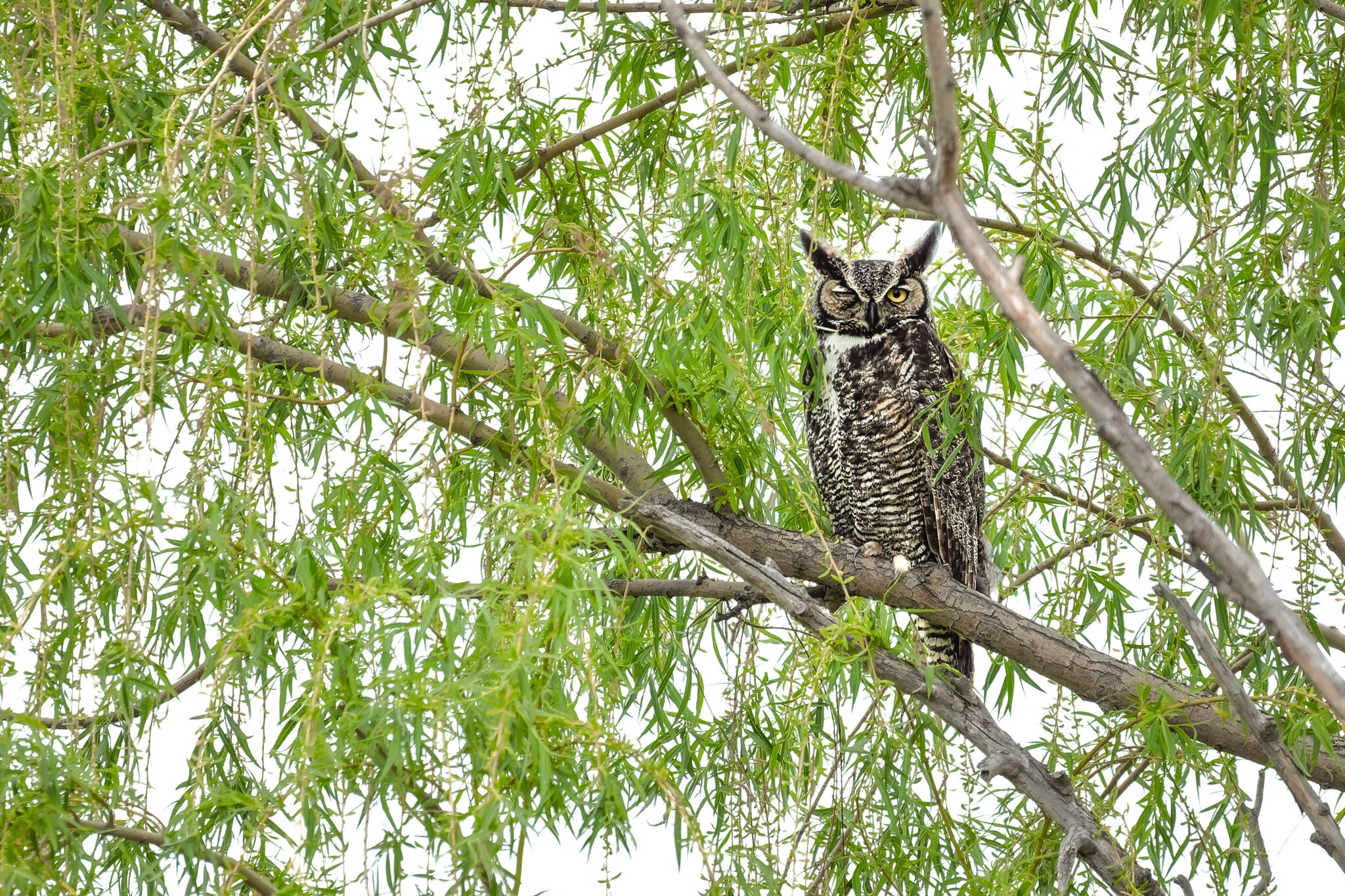 Great Horned Owl.jpg