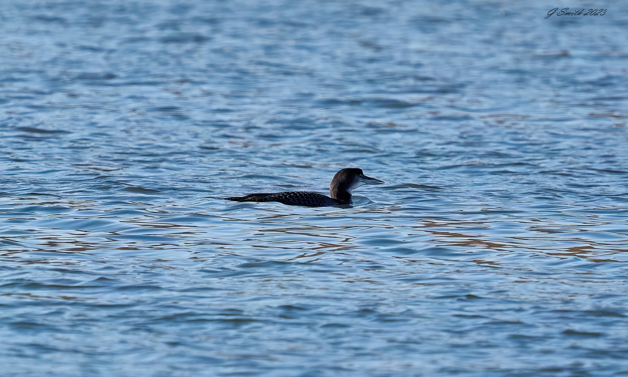 great northern diver 2023 1.jpg