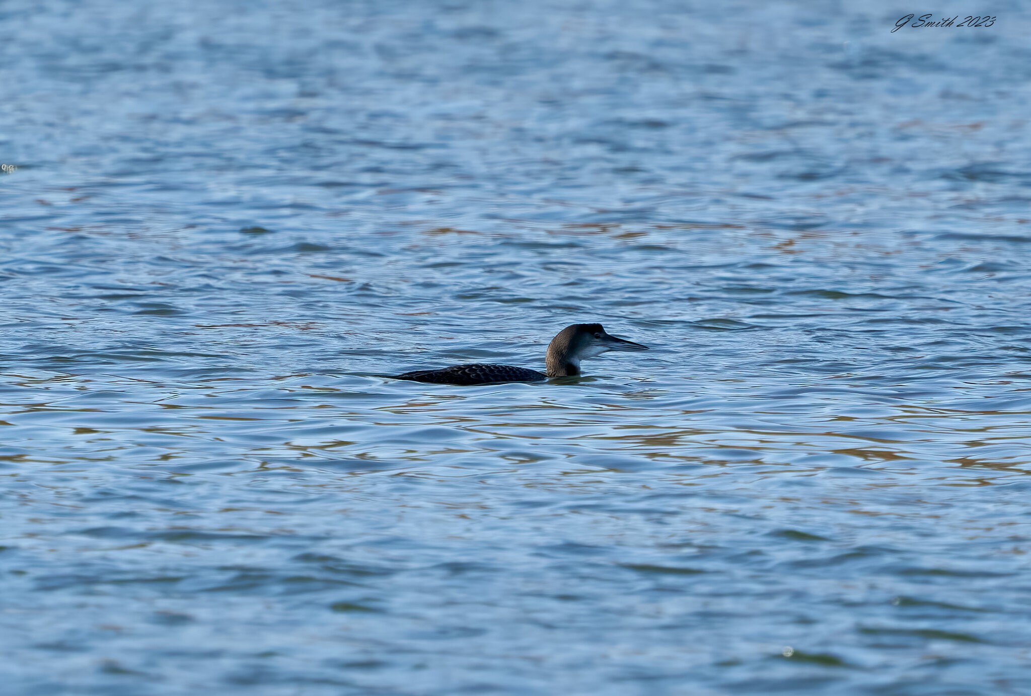 great northern diver 2023 2.jpg