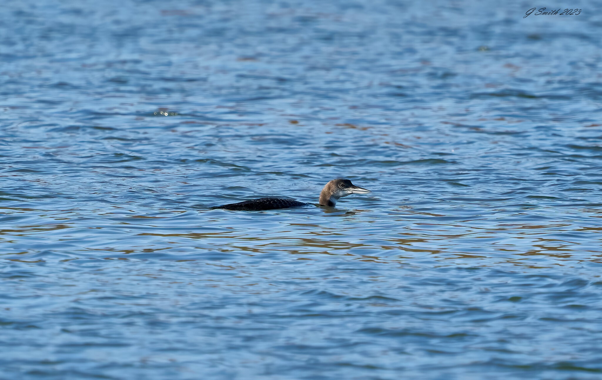 great northern diver 2023 3.jpg