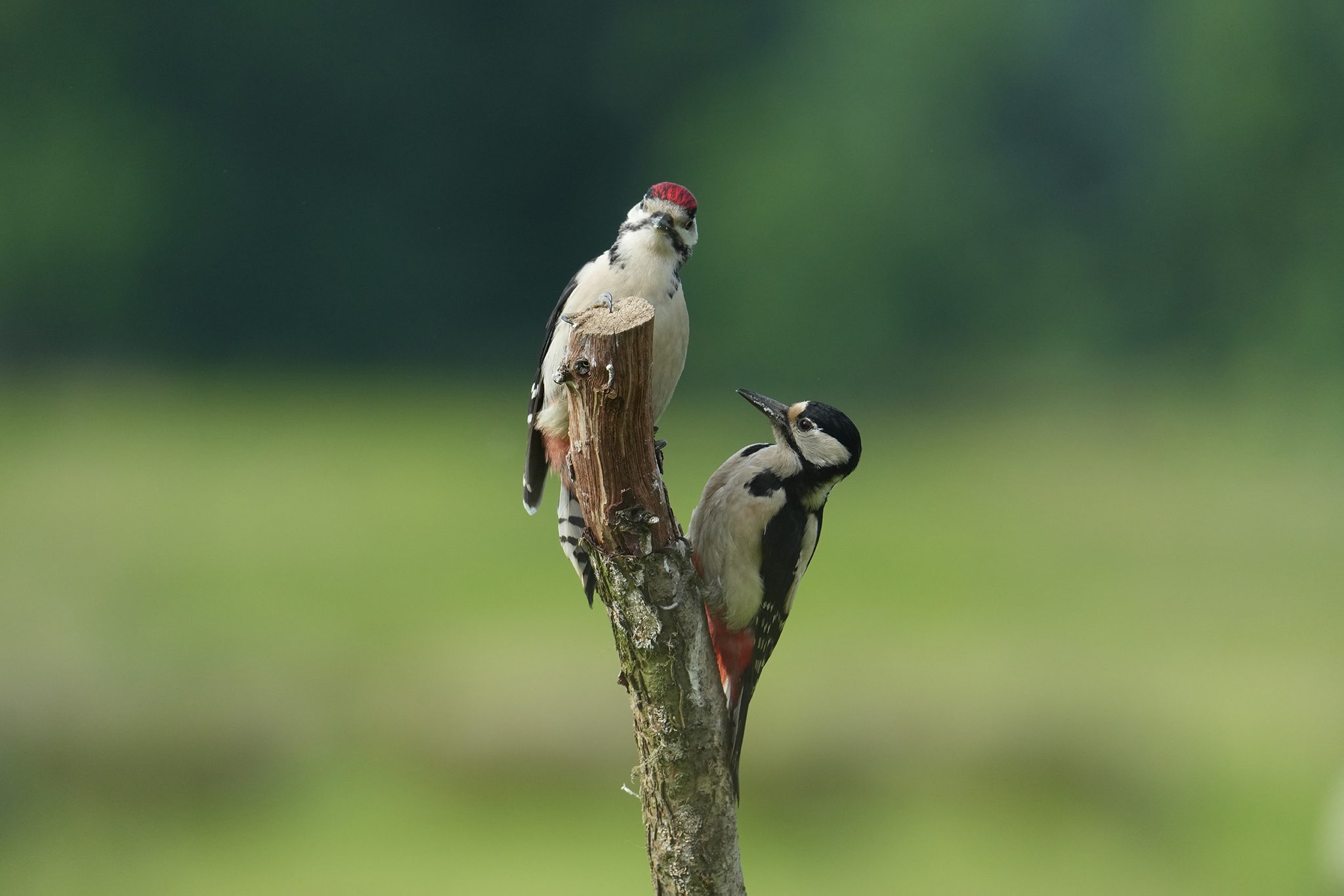 Great-Spotted-Woodpecker-DSC00369-2048px.jpg