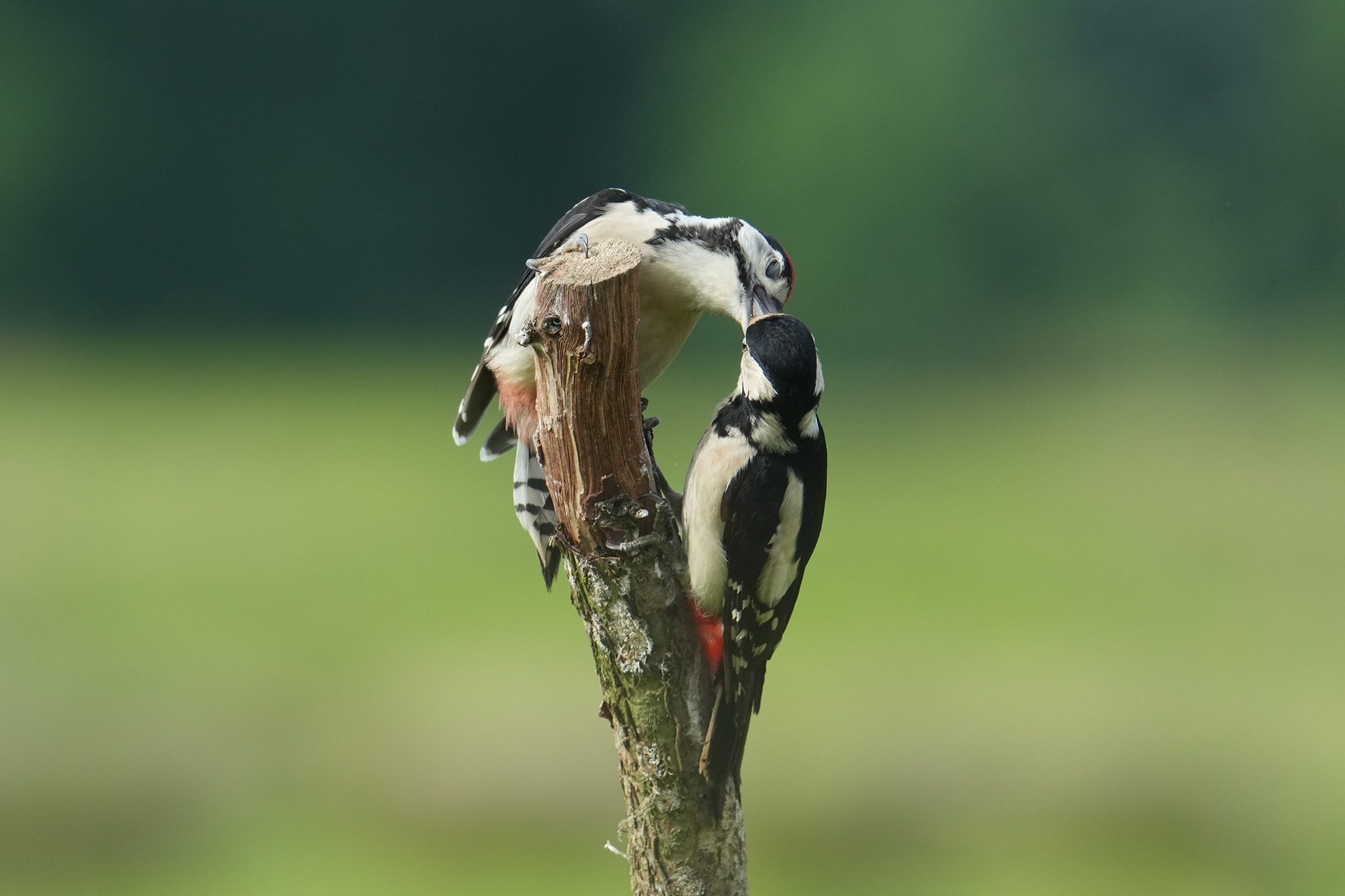 Great-Spotted-Woodpecker-DSC00370-2048px.jpg