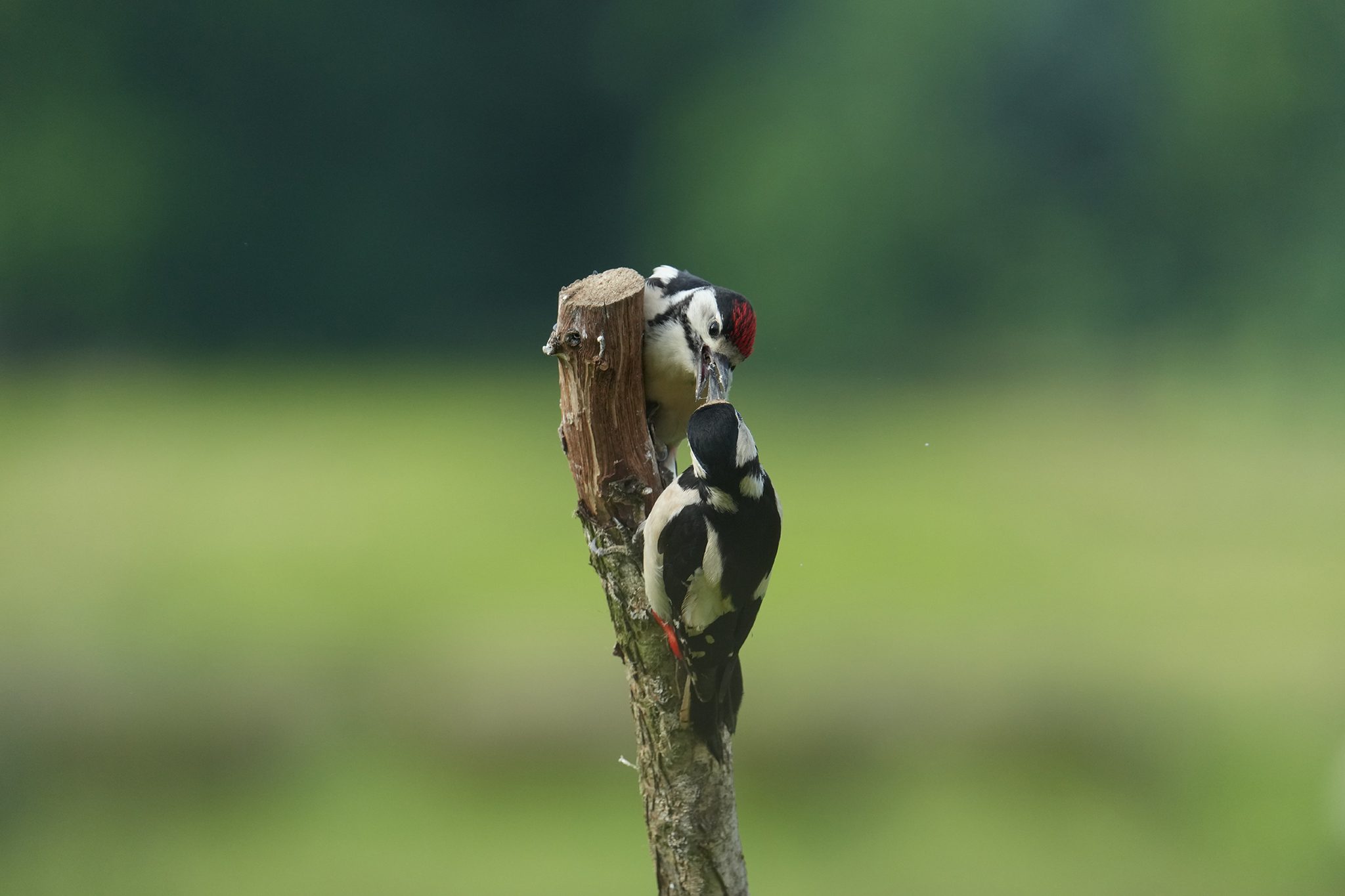 Great-Spotted-Woodpecker-DSC00378-2048px.jpg