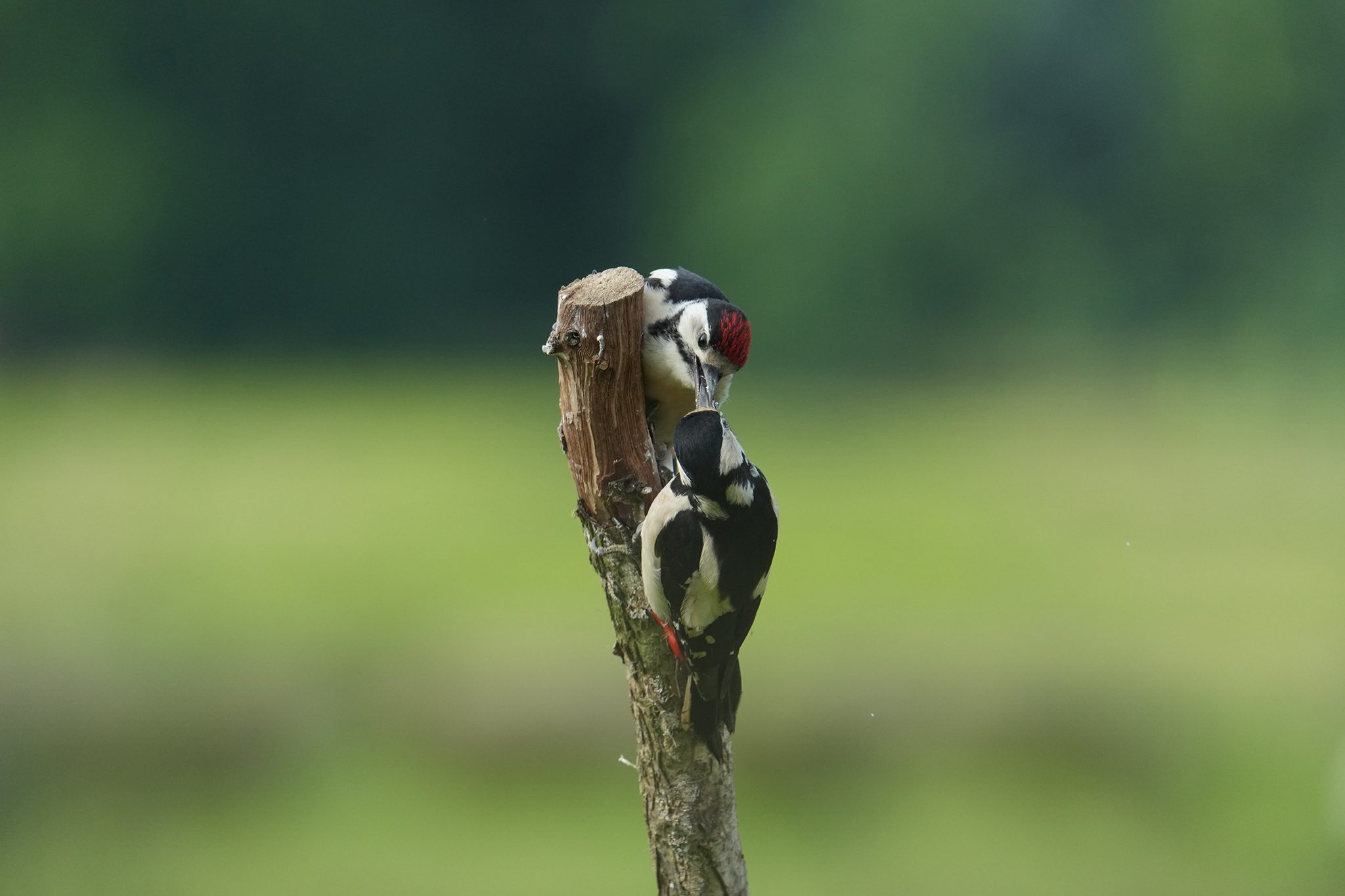 Great-Spotted-Woodpecker-DSC00379-2048px.jpg