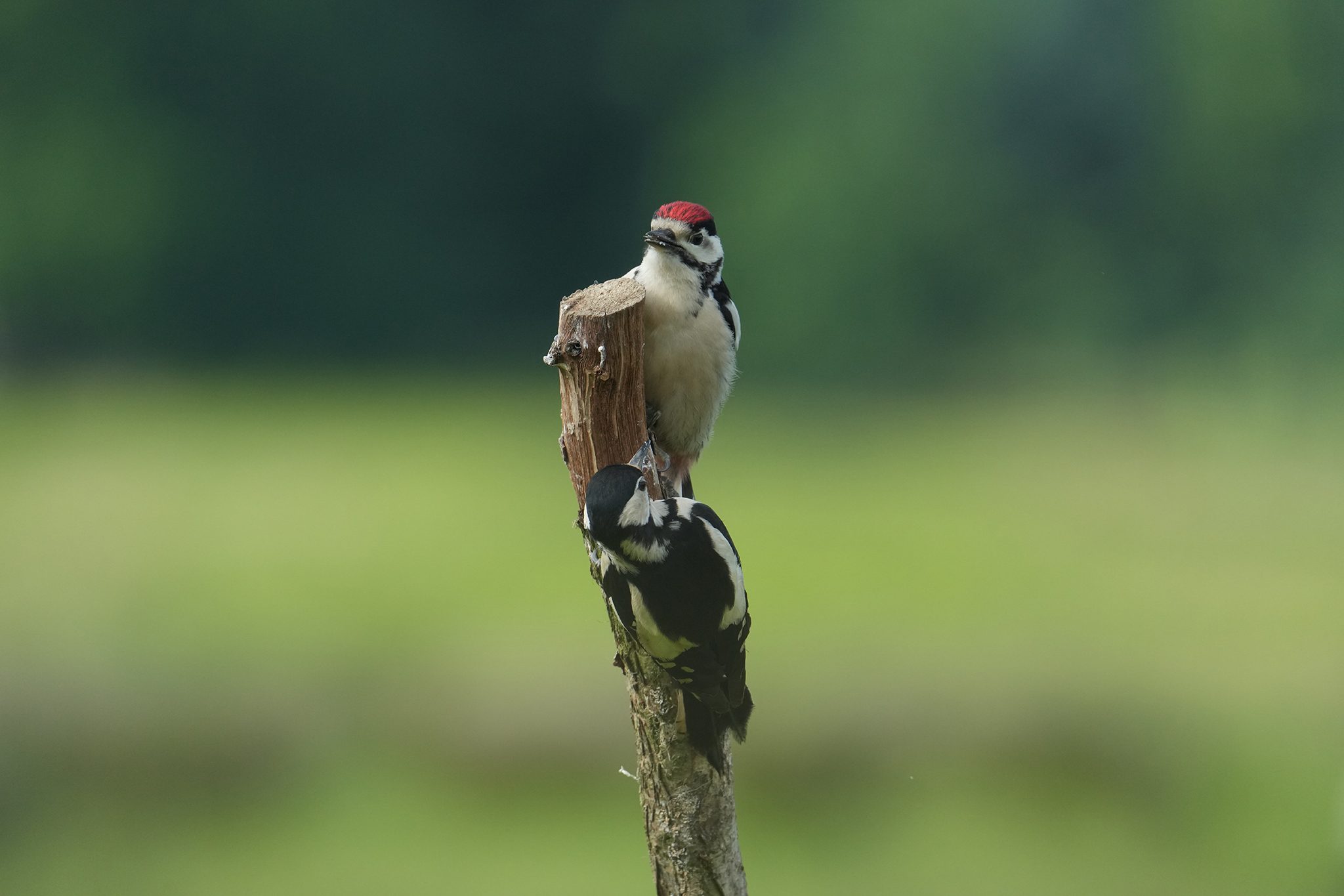 Great-Spotted-Woodpecker-DSC00380-2048px.jpg