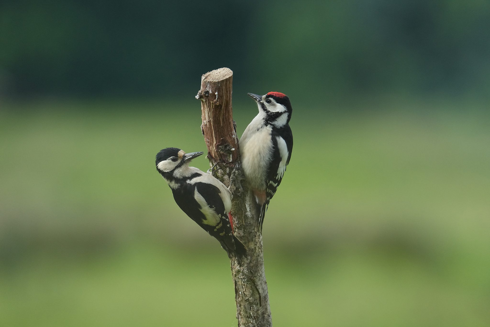 Great-Spotted-Woodpecker-DSC00392-2048px.jpg