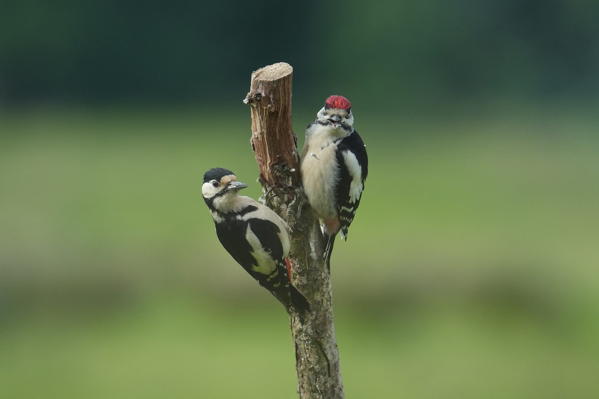 Great-Spotted-Woodpecker-DSC00393-2048px.jpg