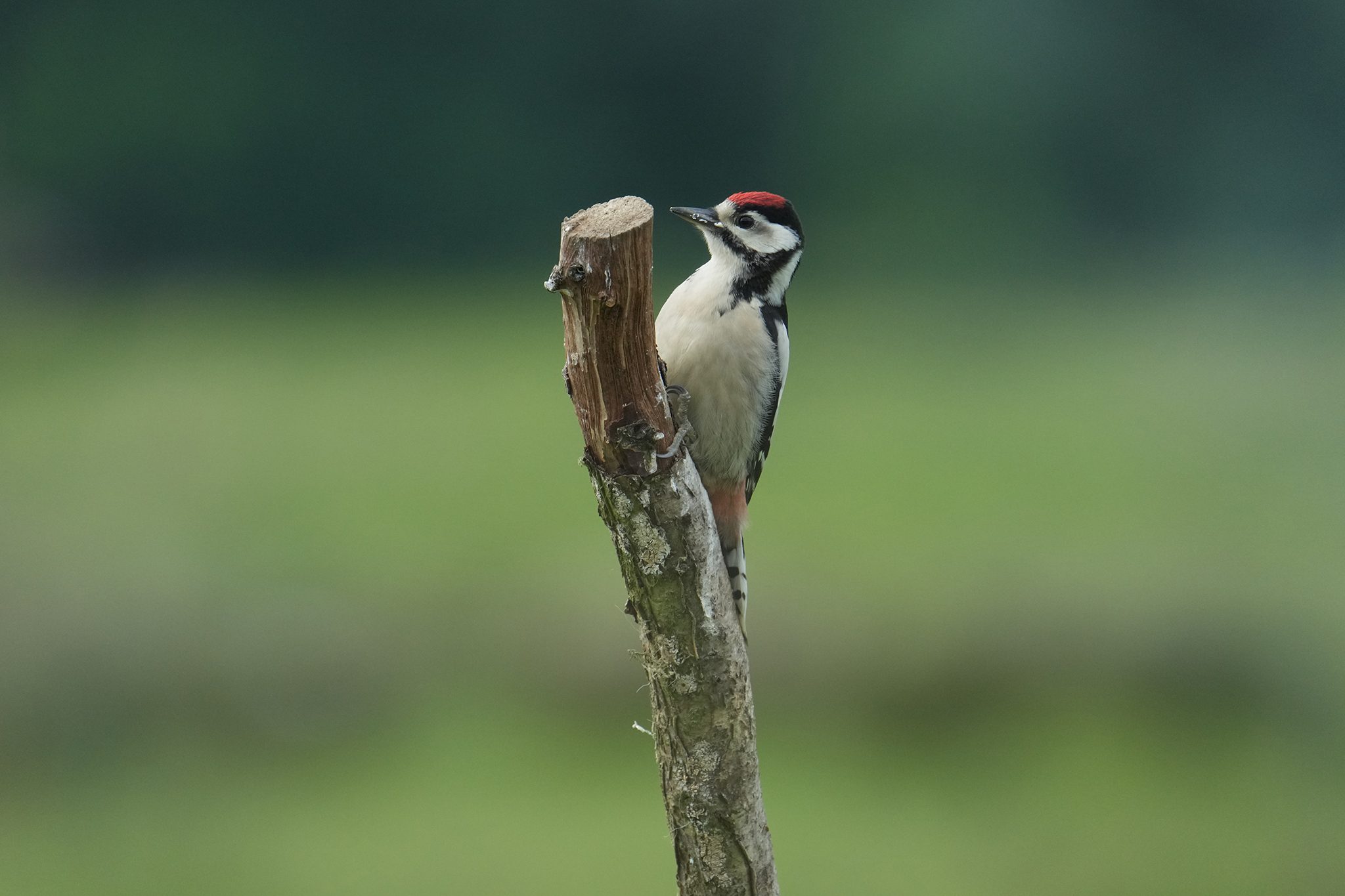 Great-Spotted-Woodpecker-DSC00399-2048px.jpg
