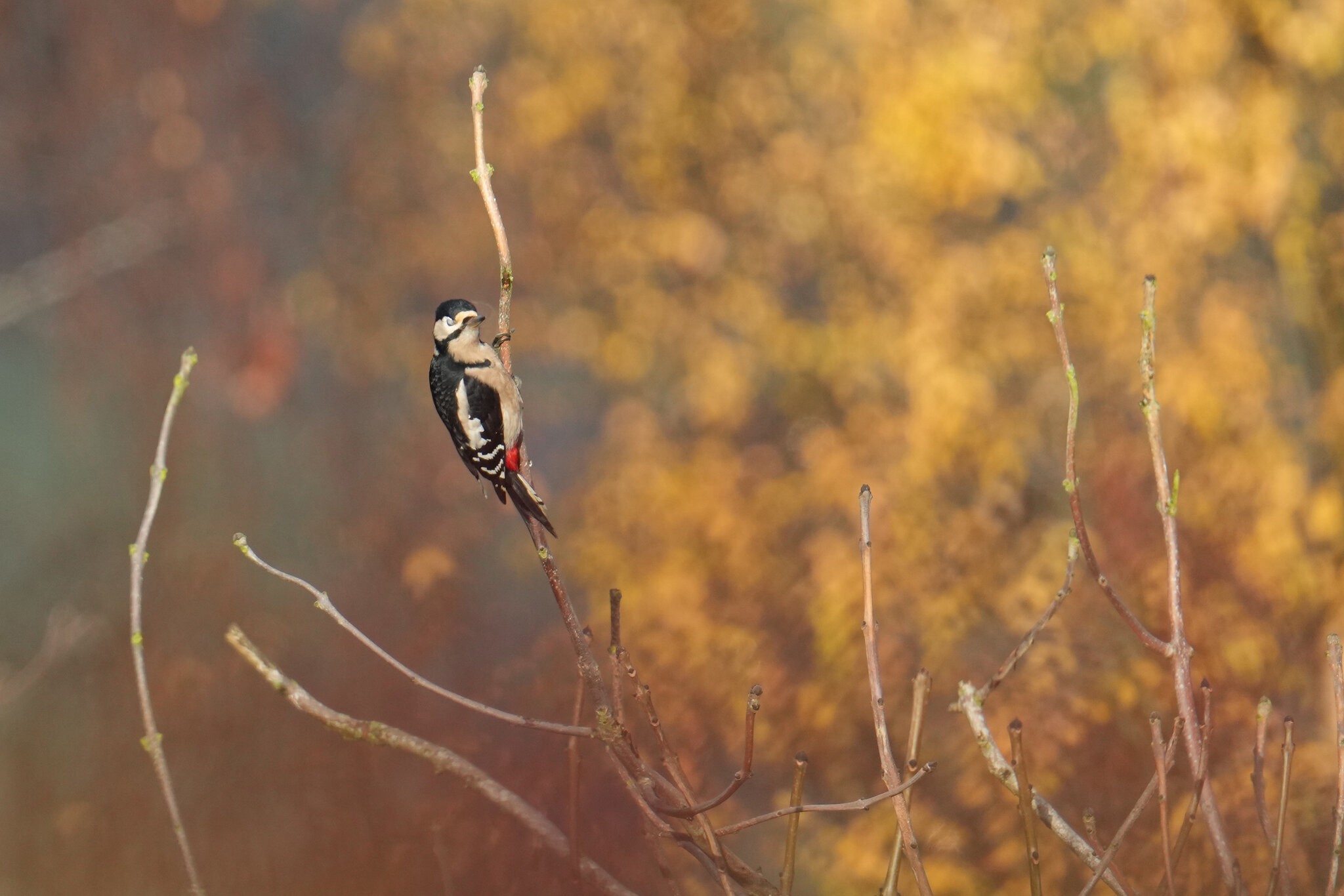 Great-Spotted-Woodpecker-DSC01403-3000px.jpg