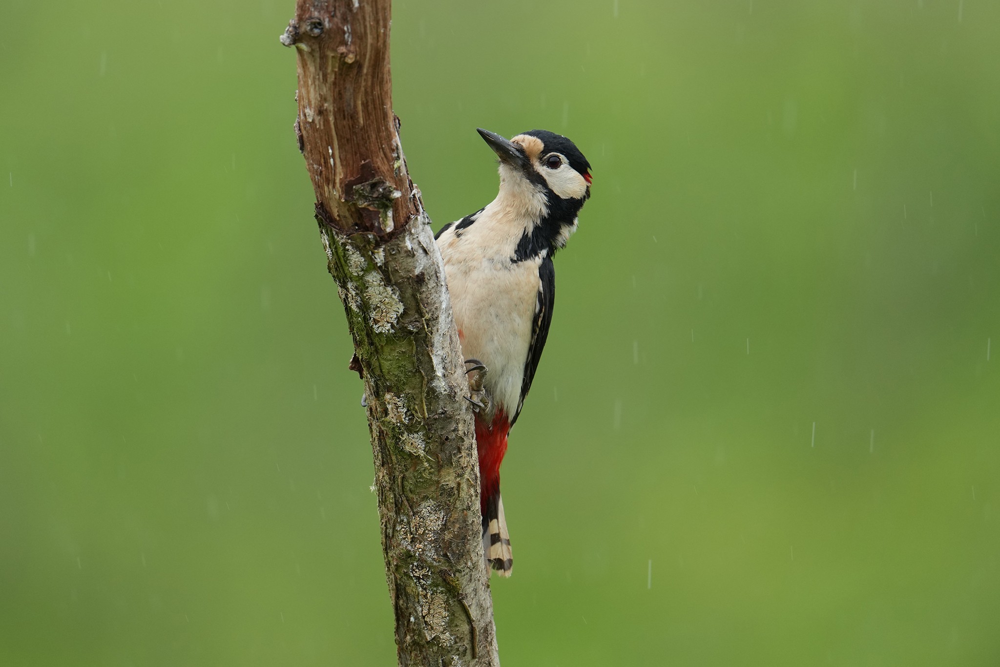 Great-Spotted-Woodpecker-DSC07052-2048px.jpg
