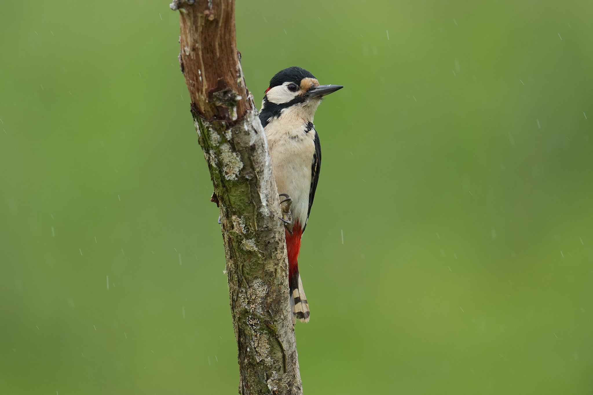 Great-Spotted-Woodpecker-DSC07057-2048px.jpg
