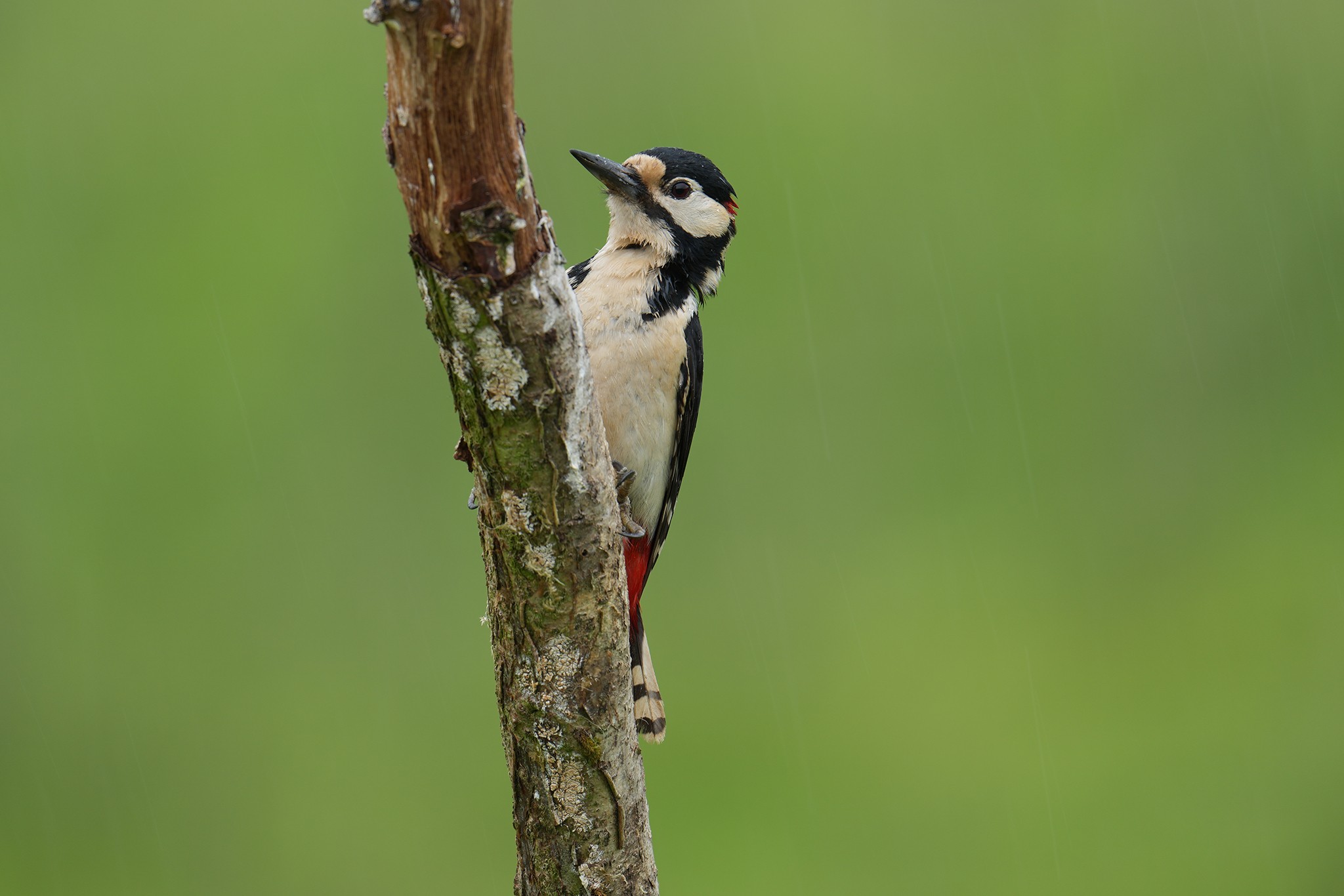 Great-Spotted-Woodpecker-DSC07089-2048px.jpg
