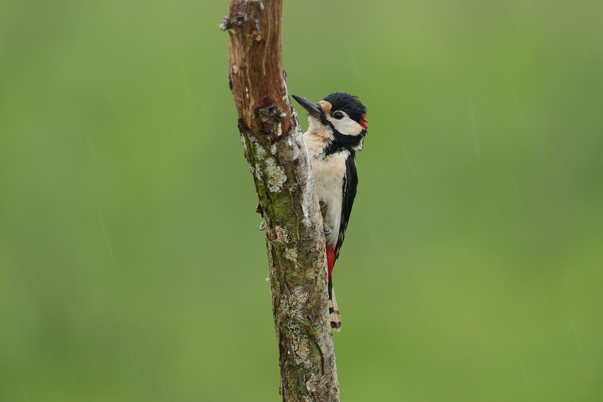 Great-Spotted-Woodpecker-DSC07093-2048px.jpg