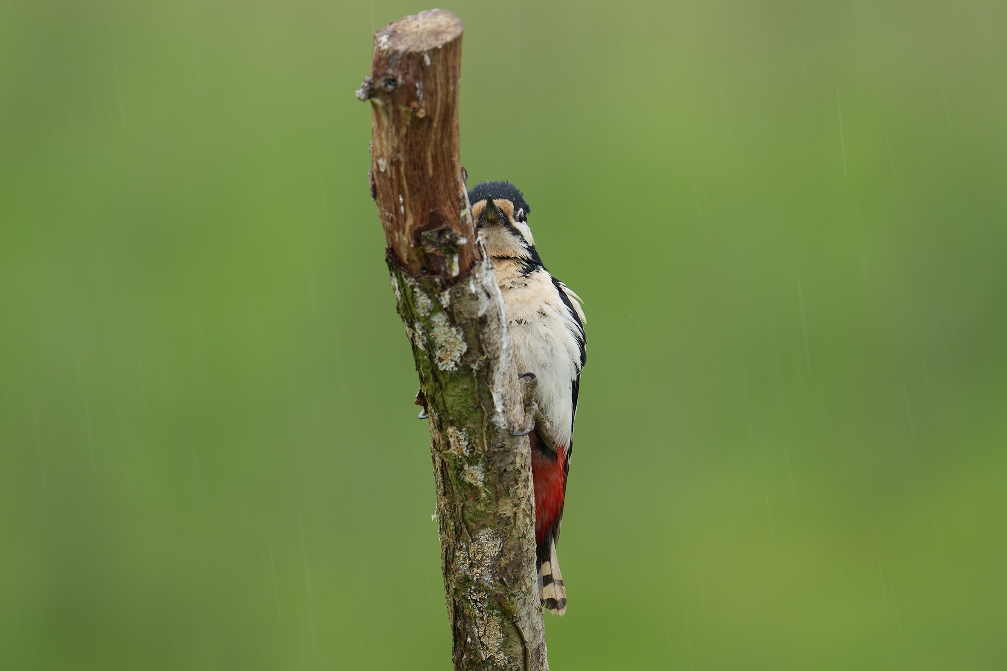 Great-Spotted-Woodpecker-DSC07095-2048px.jpg