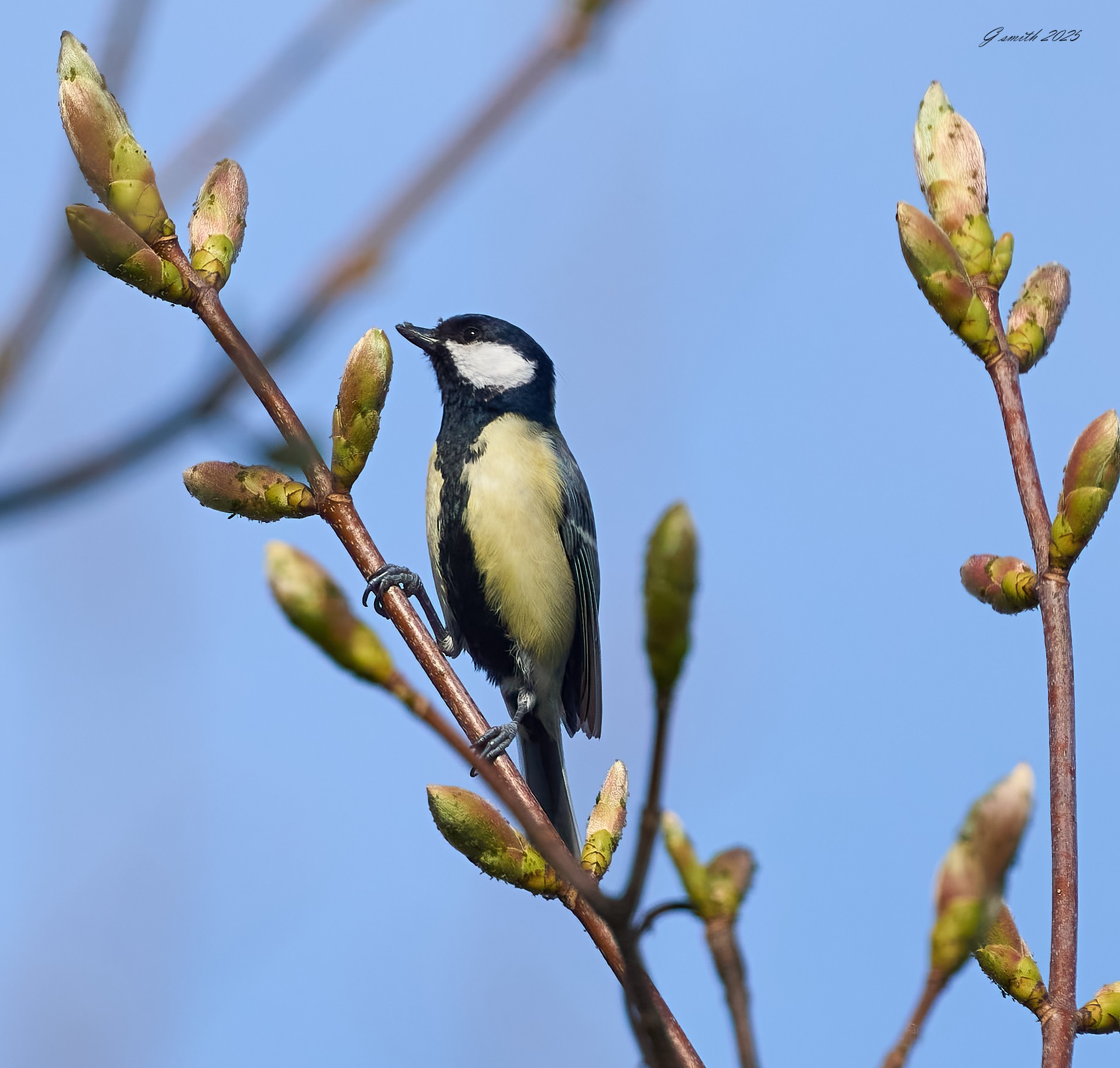 great tit 2025_13.jpg