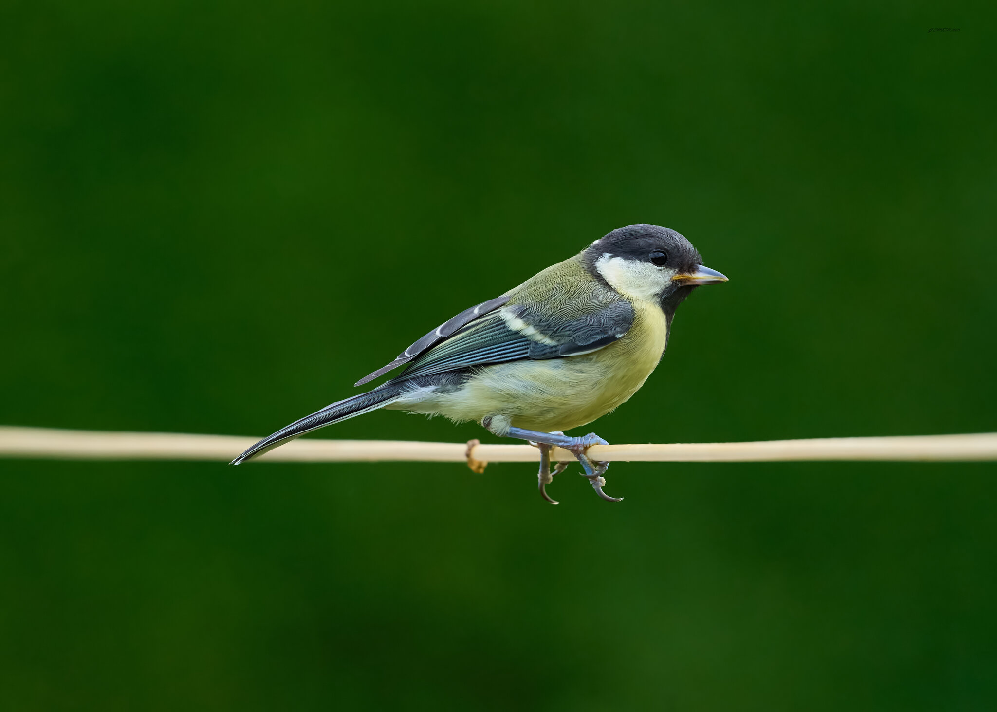 great tit 2025_7.jpg
