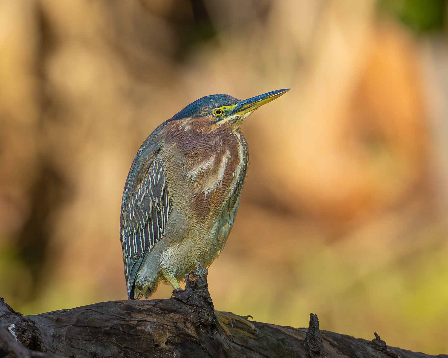 Green Heron 2075-1.jpg