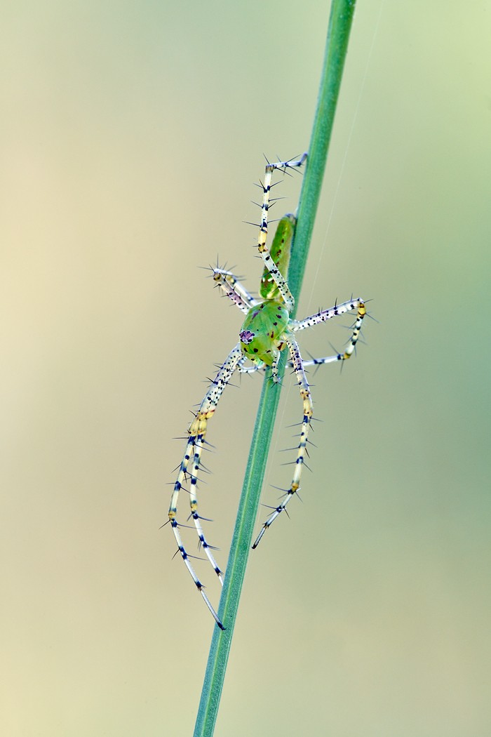 Green Lynx Spider _7R45092 Indian Lake Estates -- FL 1.jpg