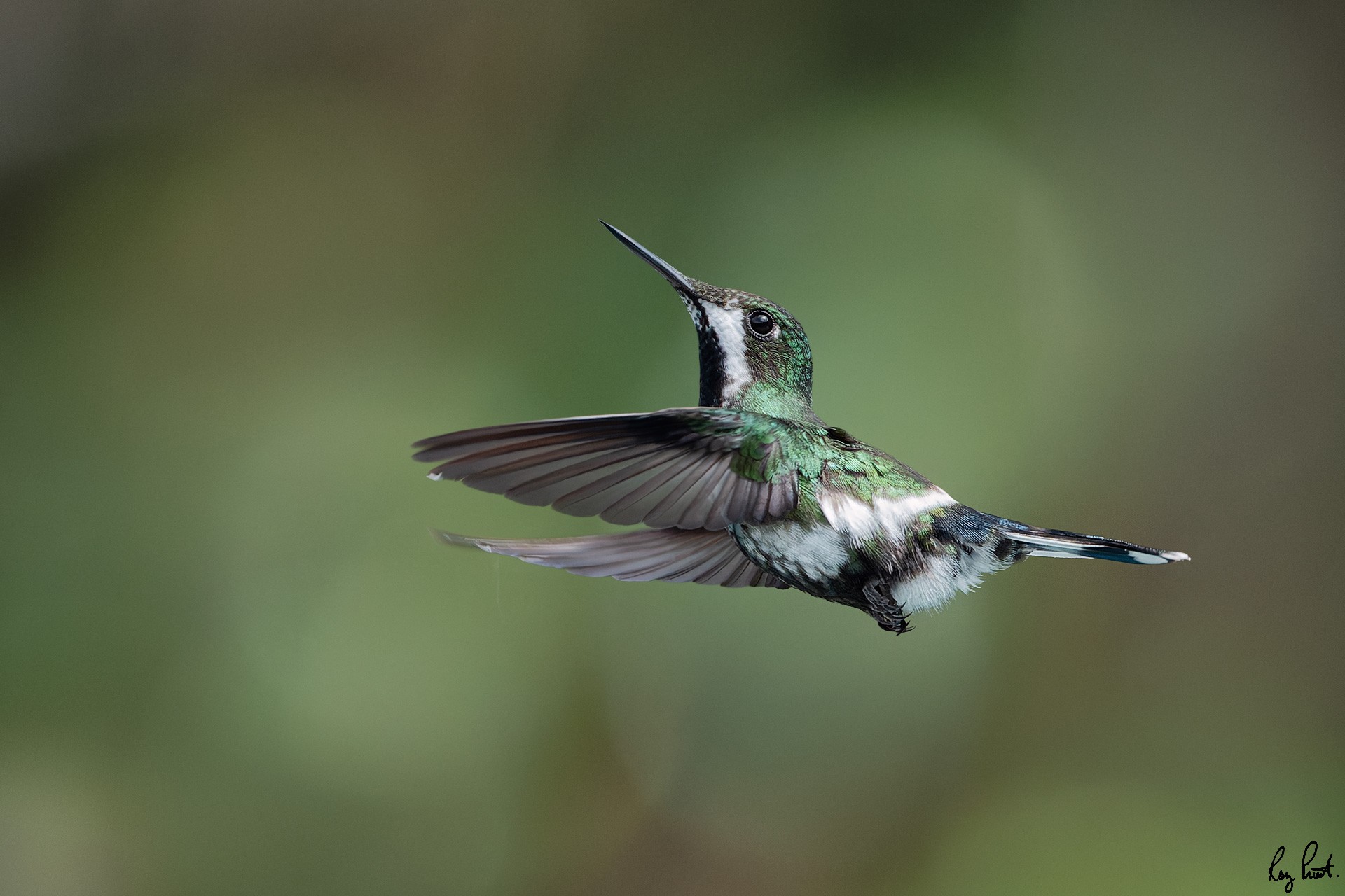 -Green-Thorntail_DSC2659-Edit.jpg