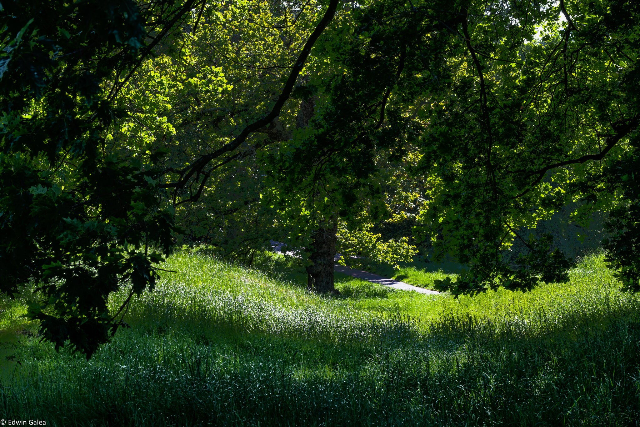 greenwich park-1.jpg