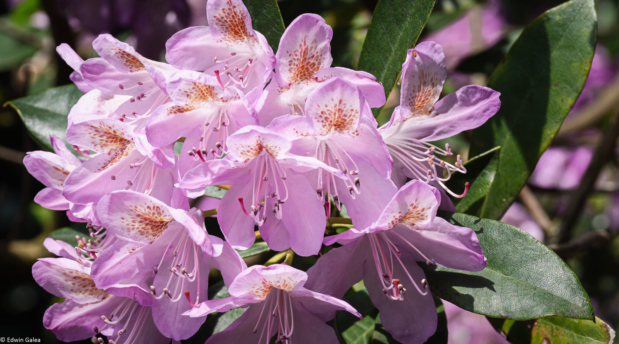 Greenwich Rhododendron-2.jpg
