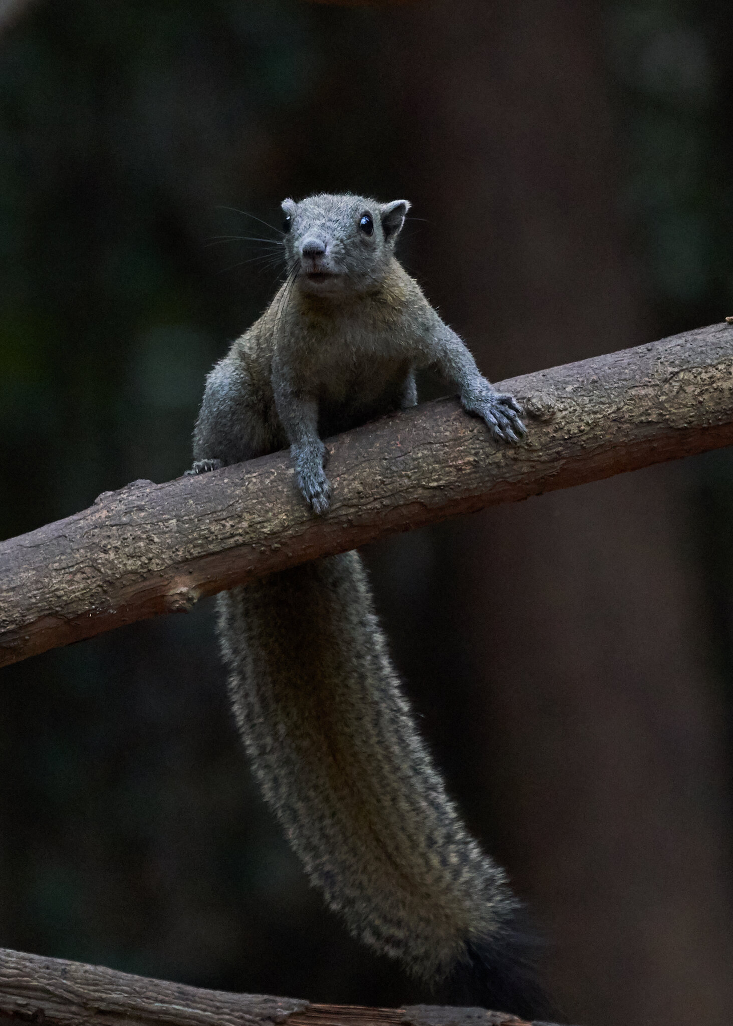 Grey-bellied Squirrel - - 02252019 - 04.jpg