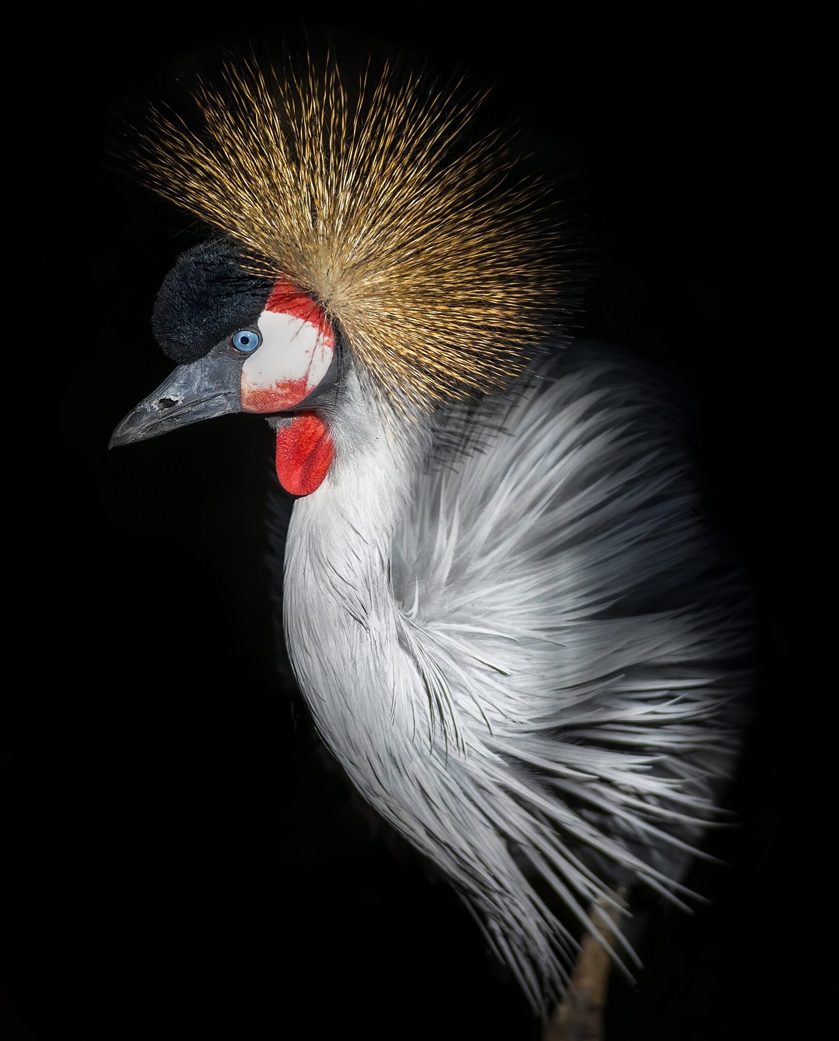 Grey Crowned Crane1.jpg