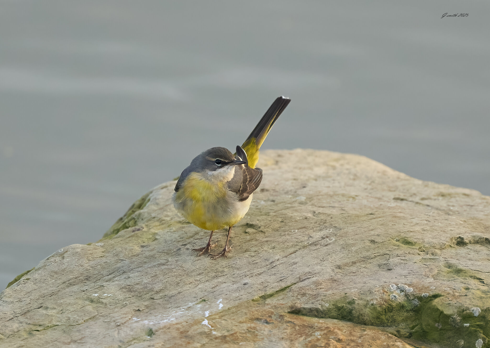 grey wagtail 2025_9.jpg