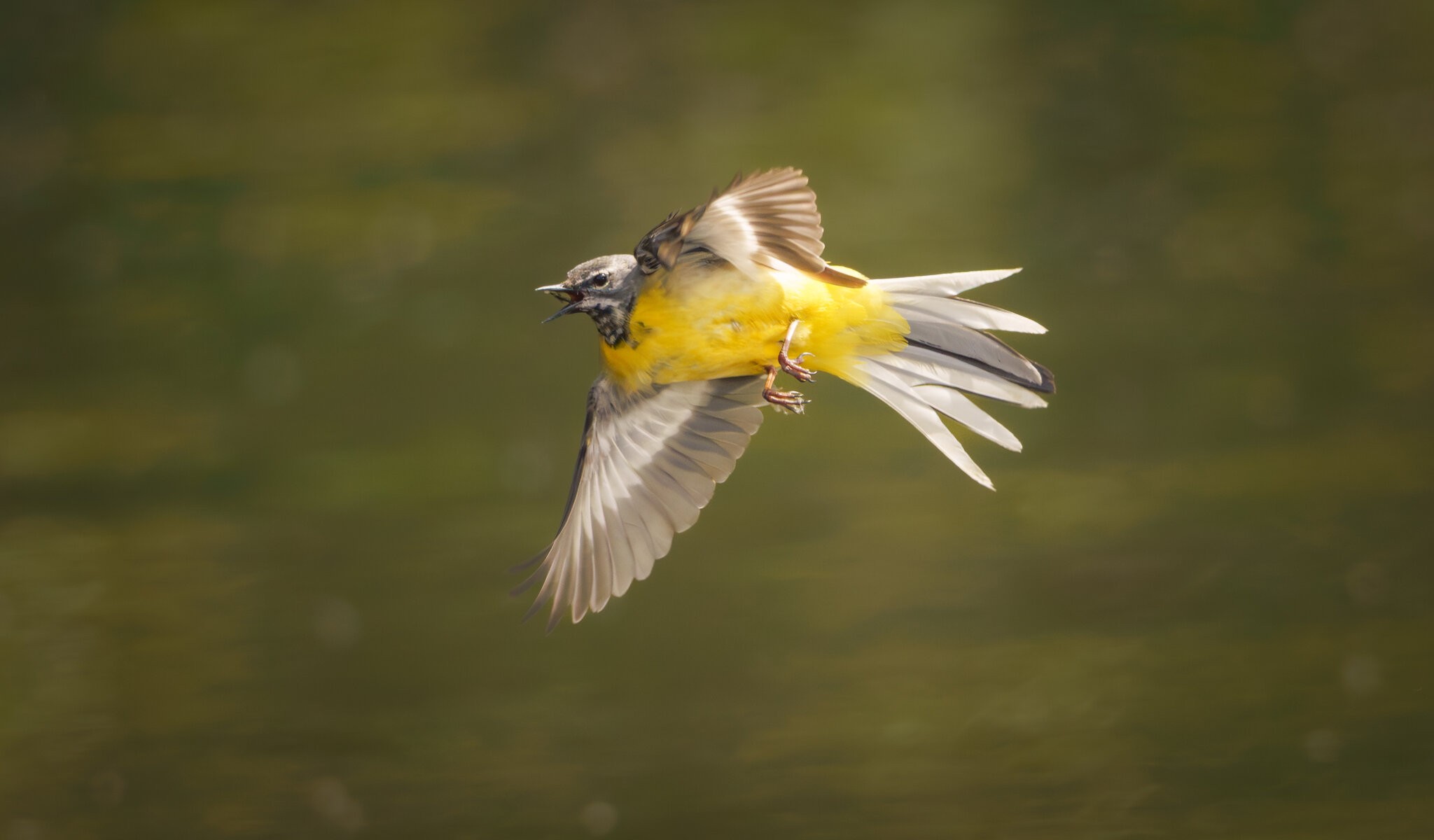 Grey Wagtail-3.jpg