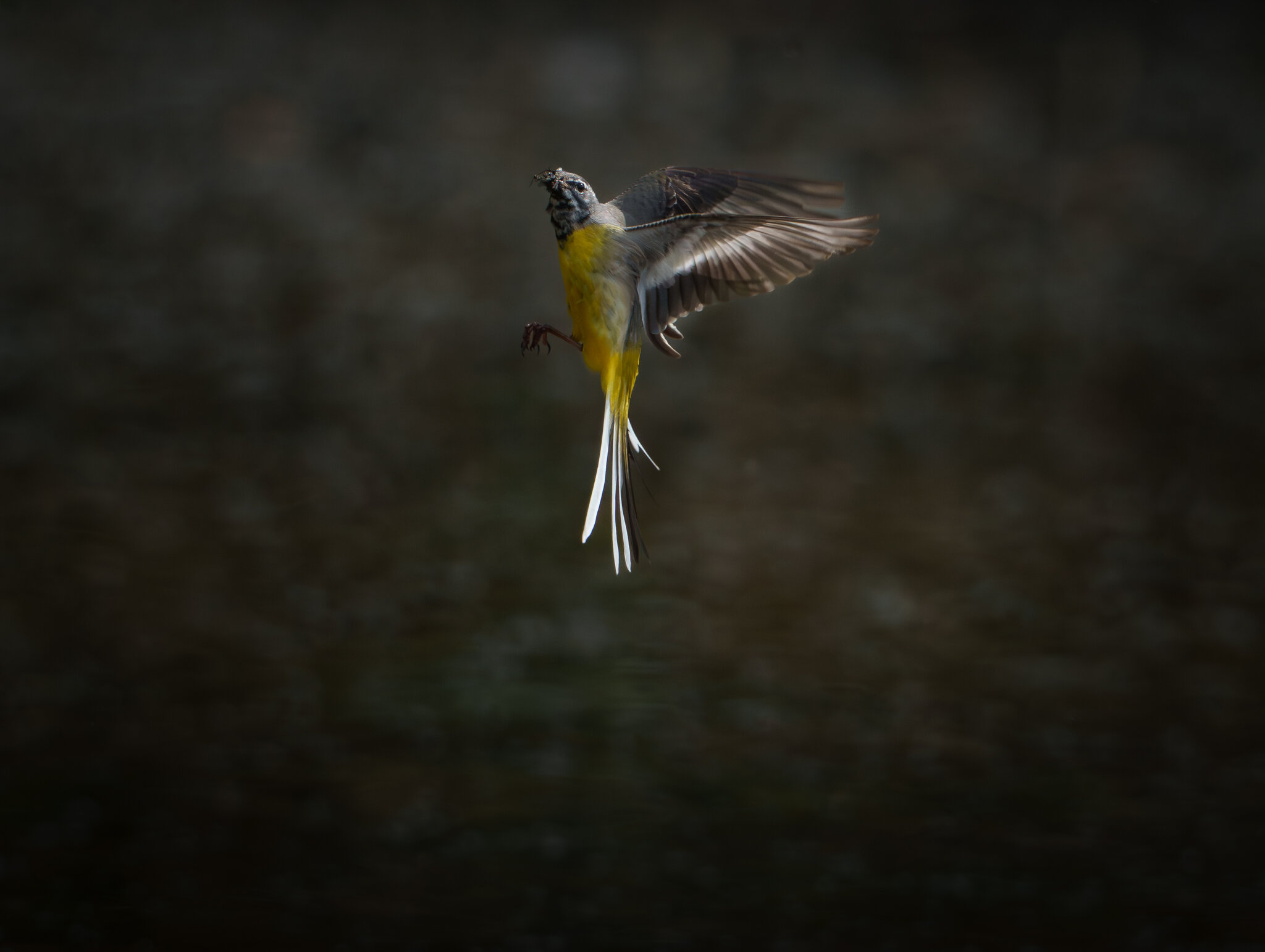 Grey Wagtail.jpg