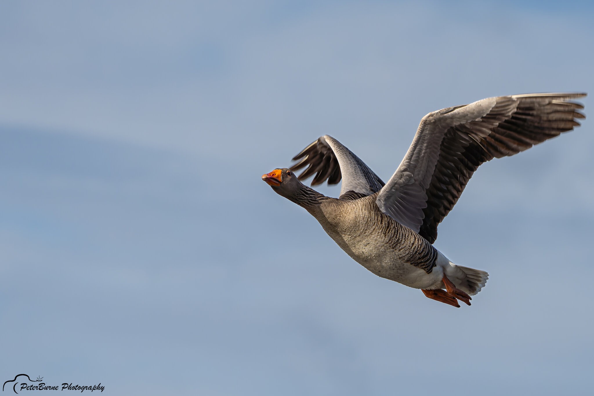 Greyleg Geese in flight-14.jpg