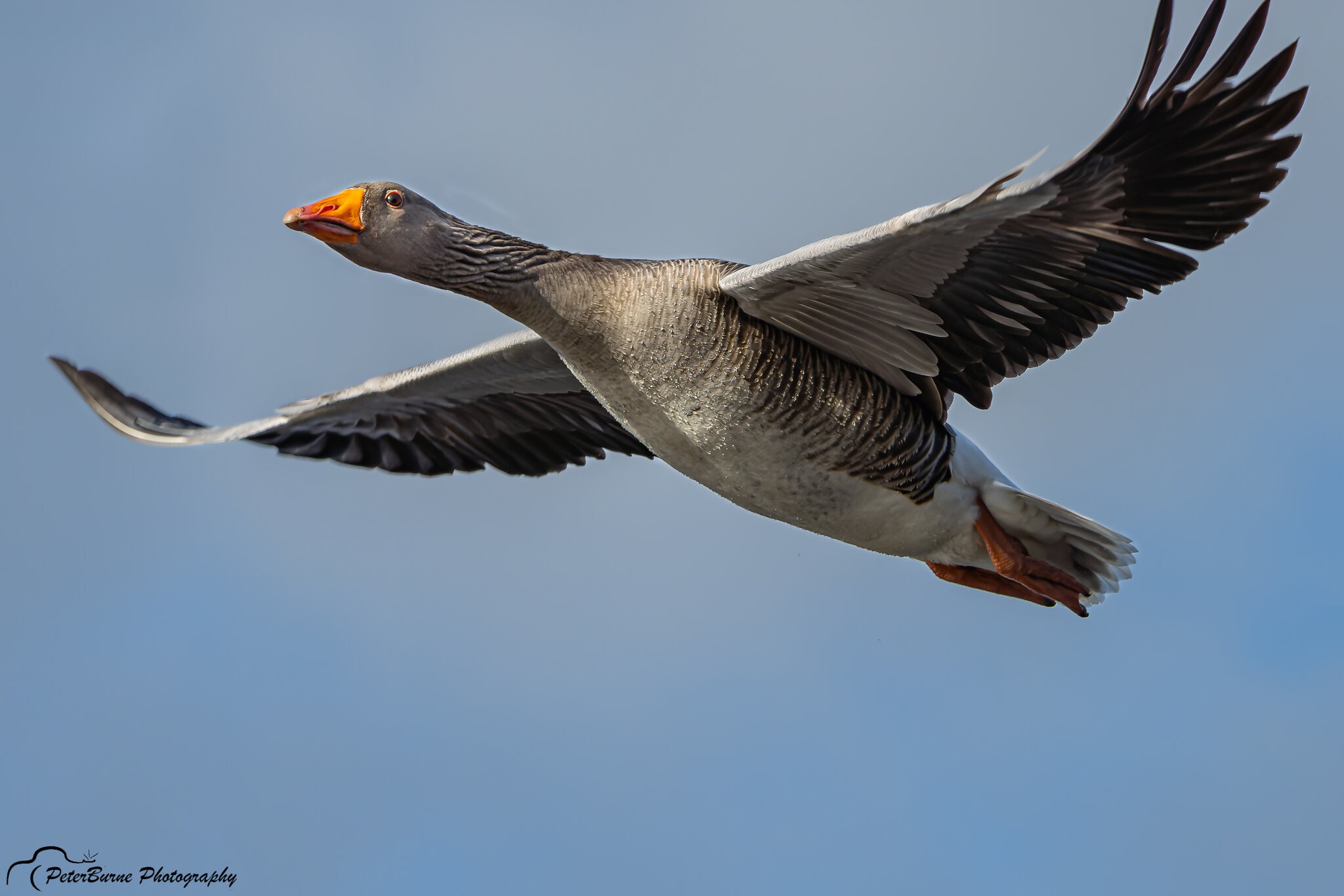 Greyleg Geese in flight-15.jpg