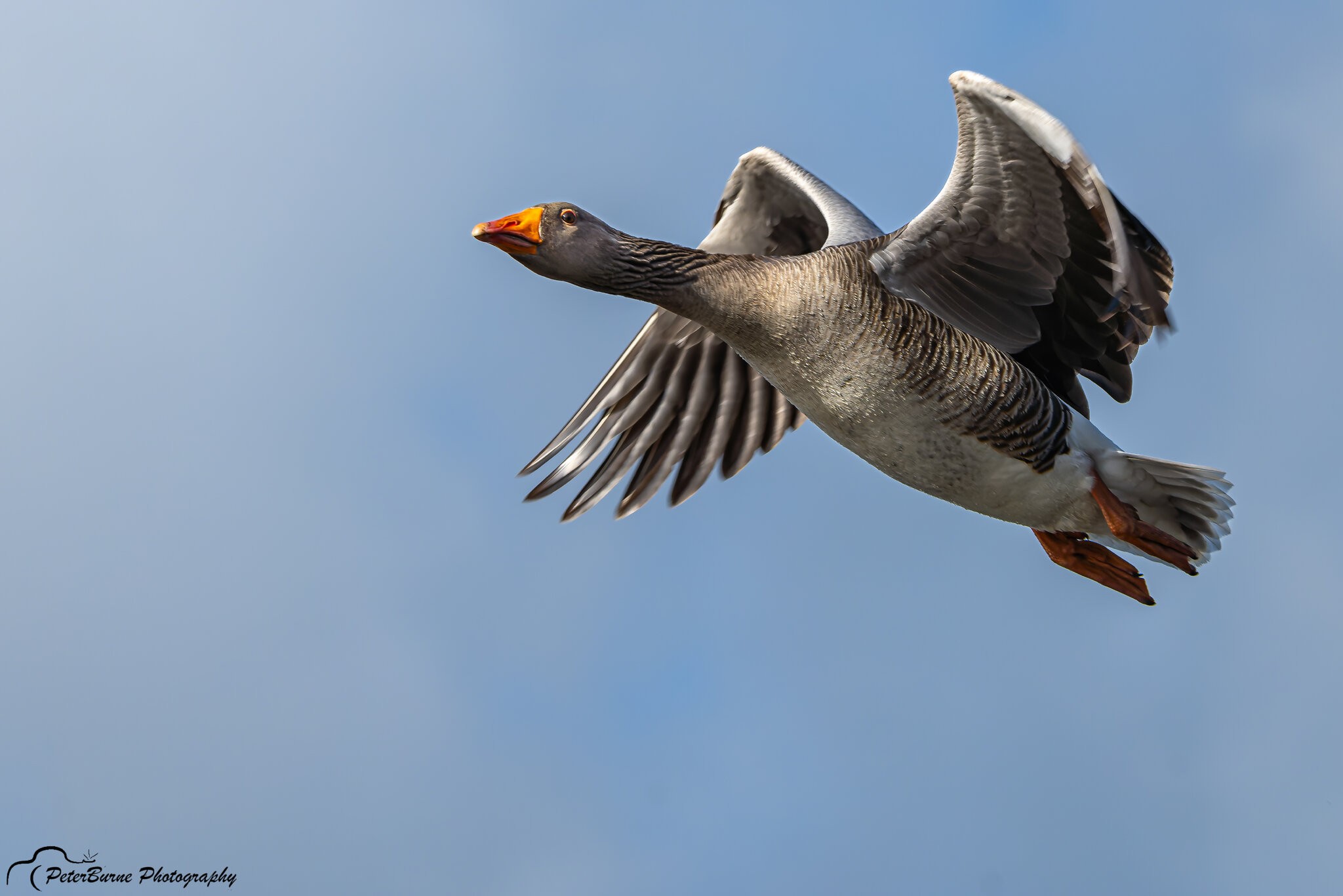 Greyleg Geese in flight-31.jpg