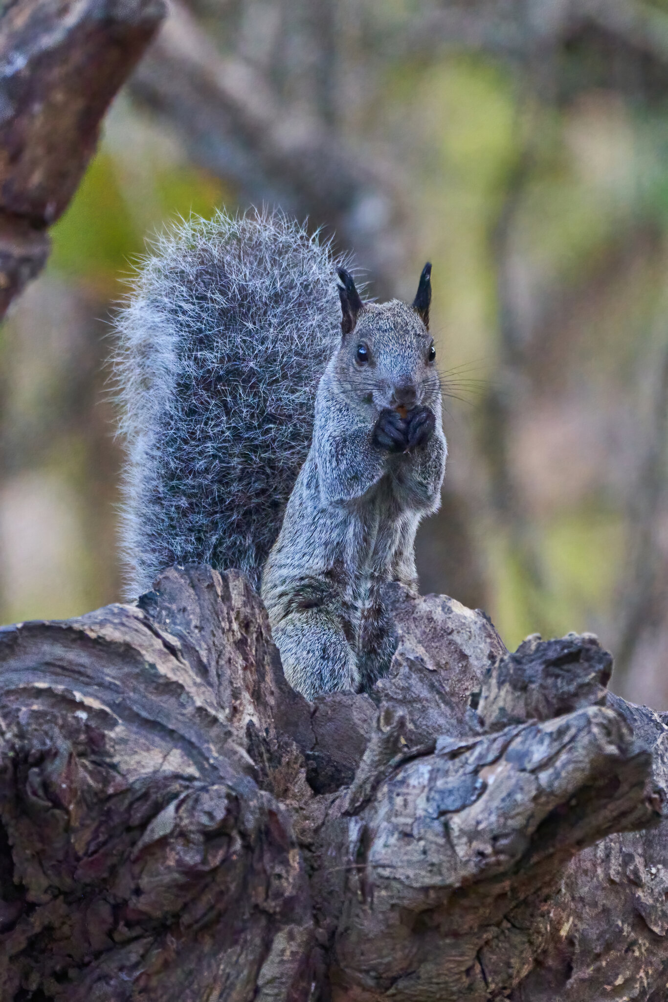 Guayaquil Squirrel - Jorupe Reserve - 09132022 - 01-DN.jpg