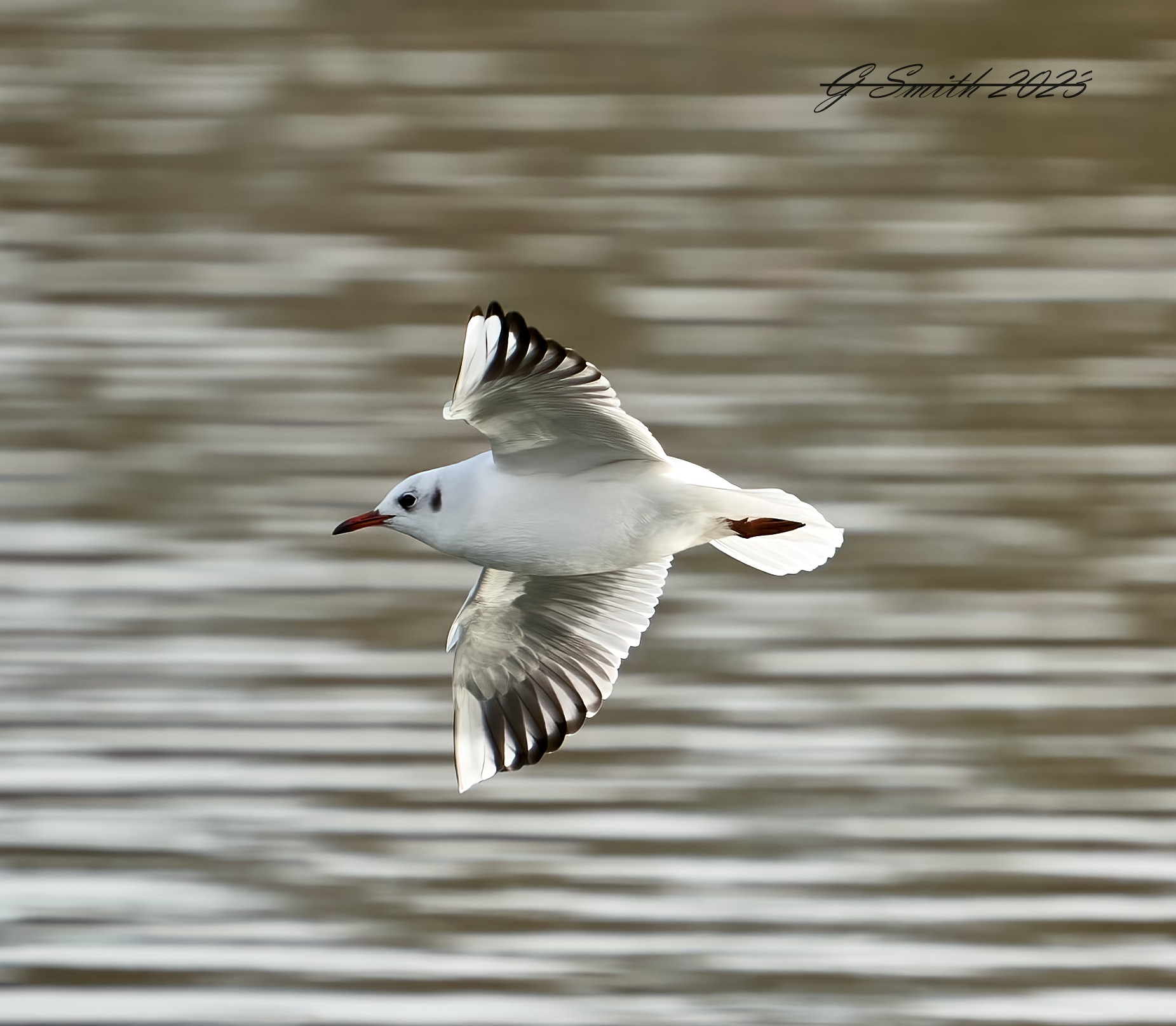 gull  2023.jpg