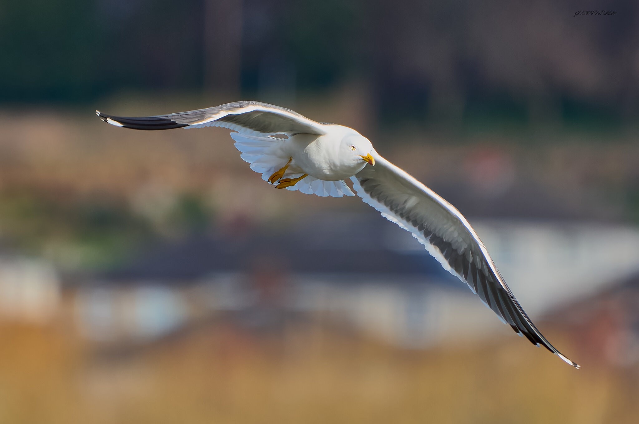 gull 2024.jpg