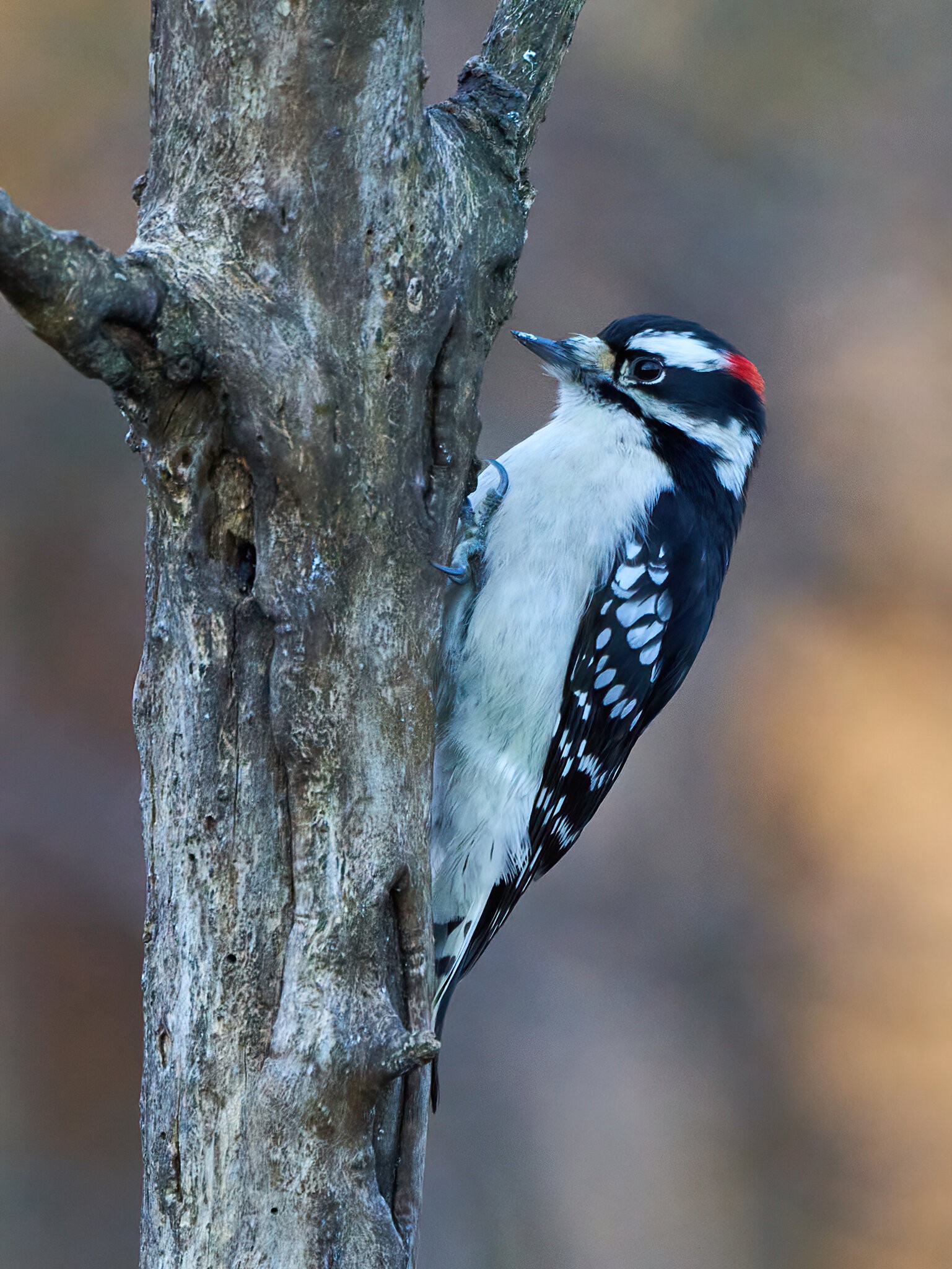 Hairy Woodpecker - Ashland - 12062020 - 01 - dn.jpg