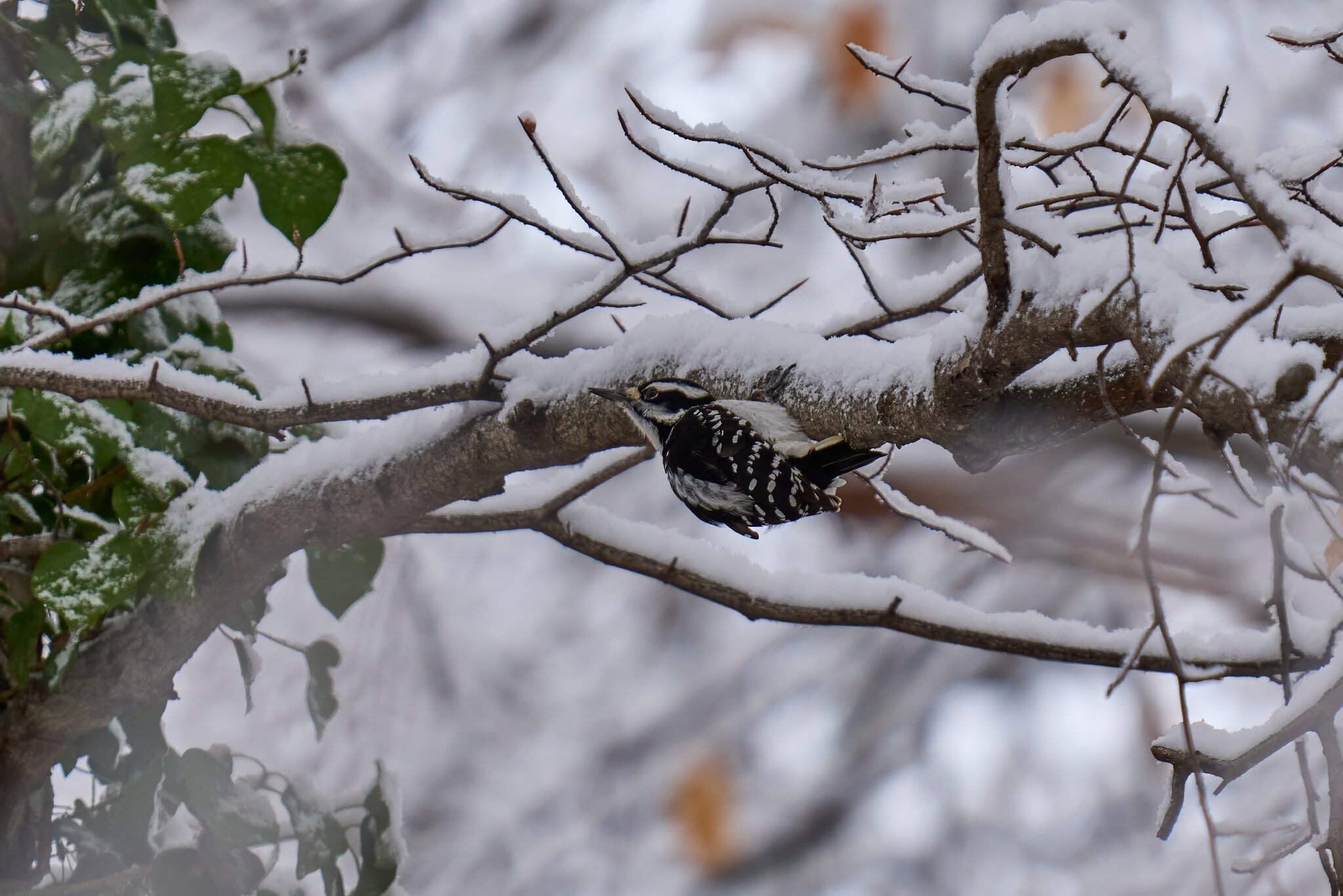 Hairy Woodpecker - Brandywine - 12142025 - 01 - DN.jpg