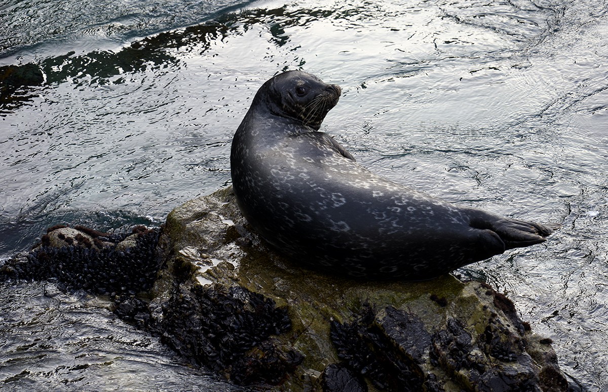 Harbor seal copy.jpg