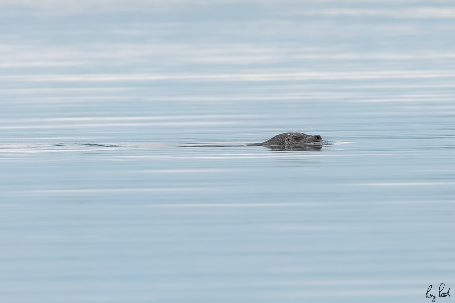 Harbour-Seal_DSC5276.jpg
