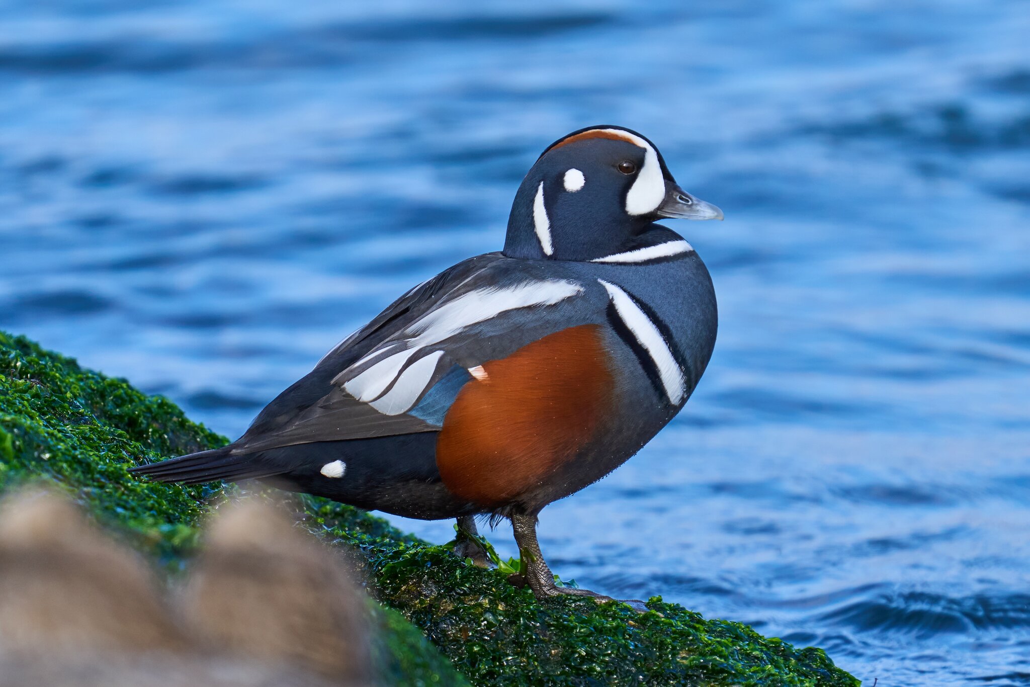 Harlequin Duck - Barnegat Lighthouse - 12302023 - 06- DN.jpg