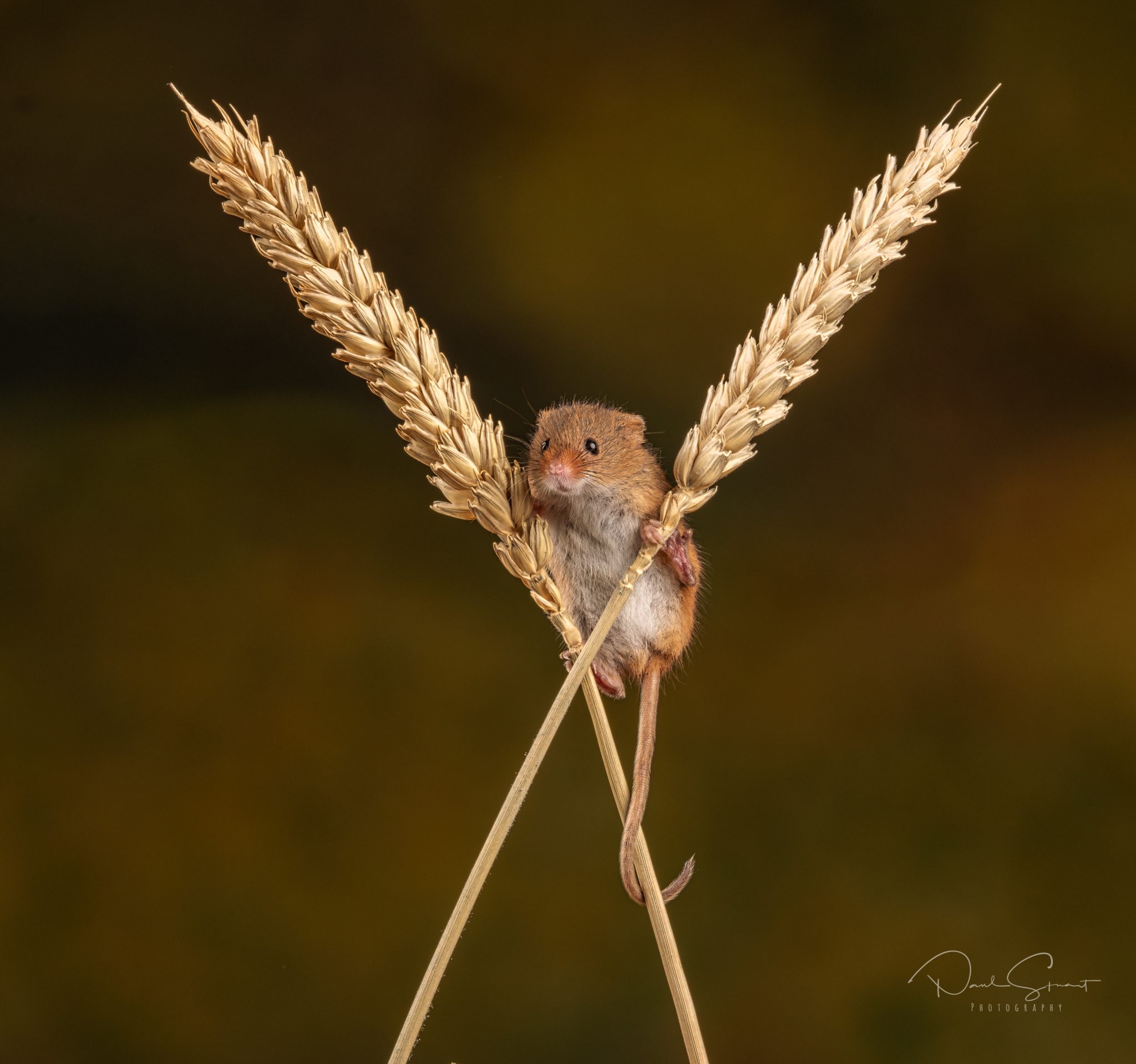 Harvest Mice (2).jpg