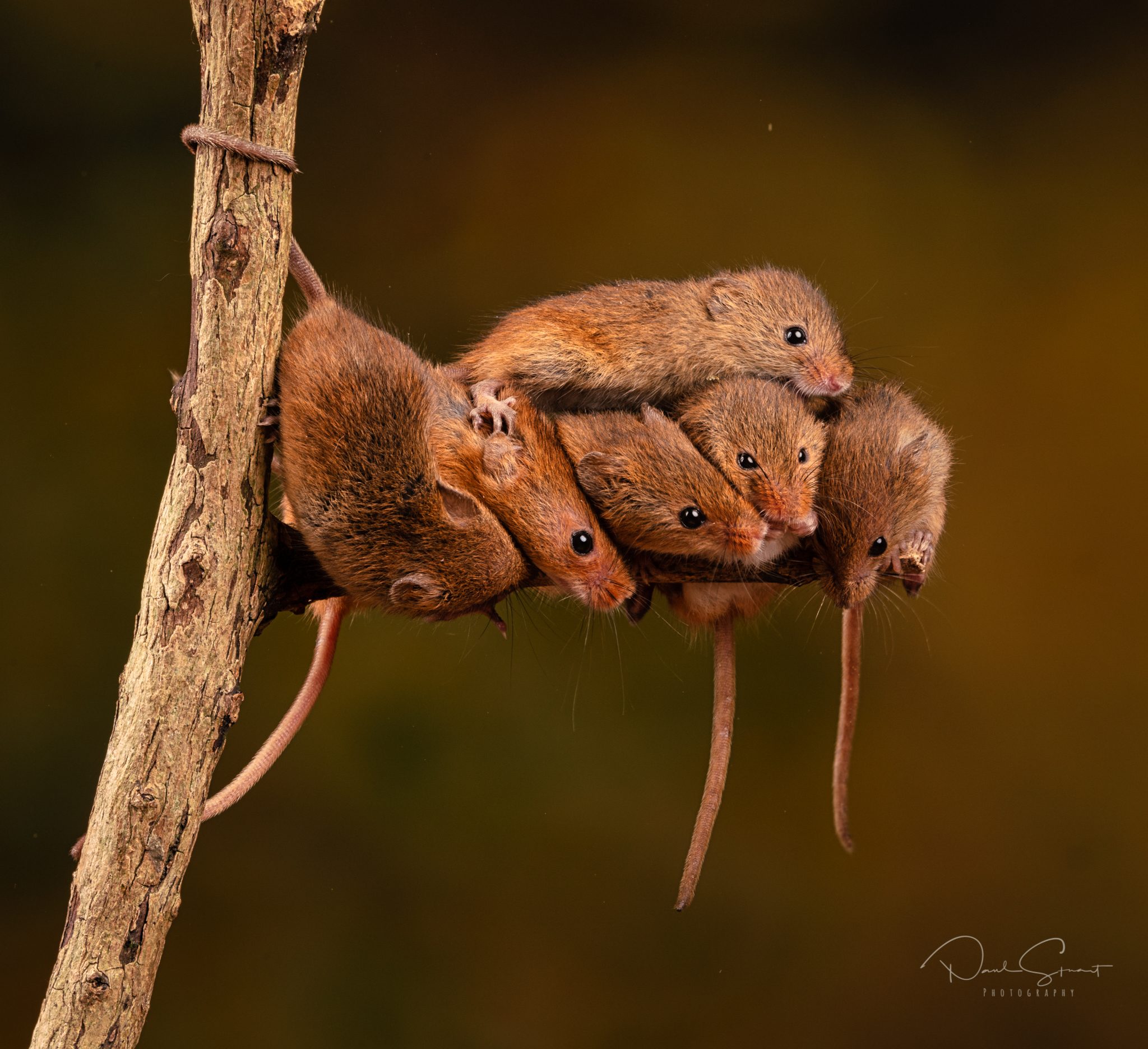 Harvest Mice.jpg